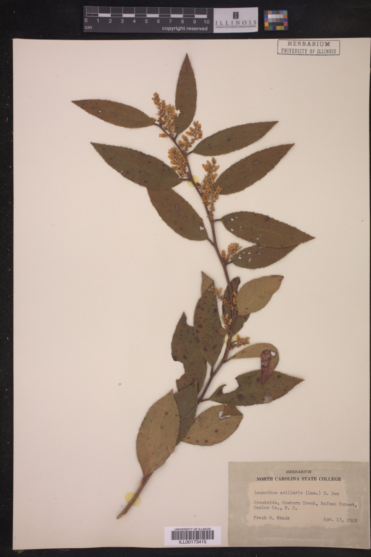 Leucothoe axillaris image