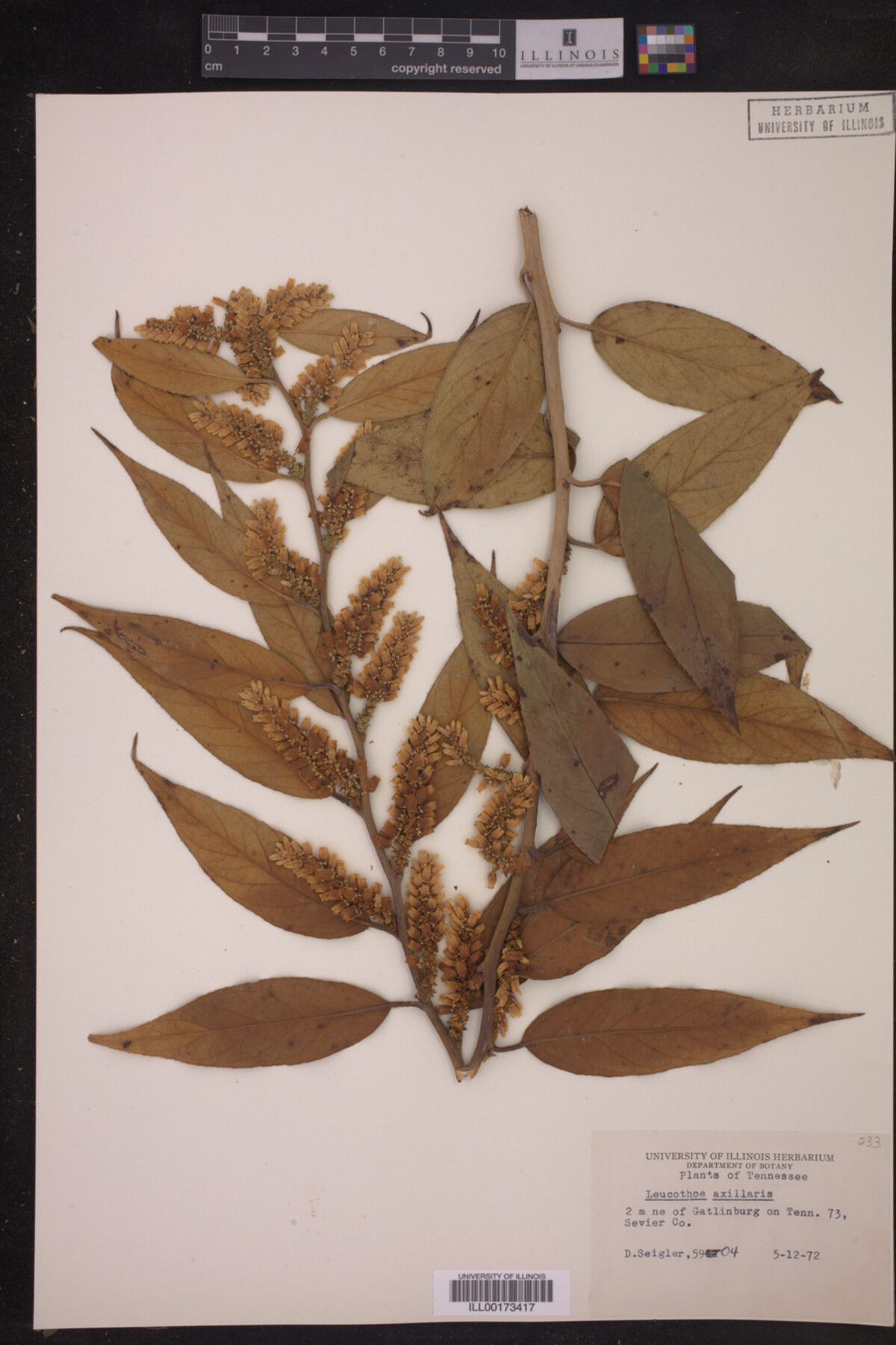 Leucothoe axillaris image