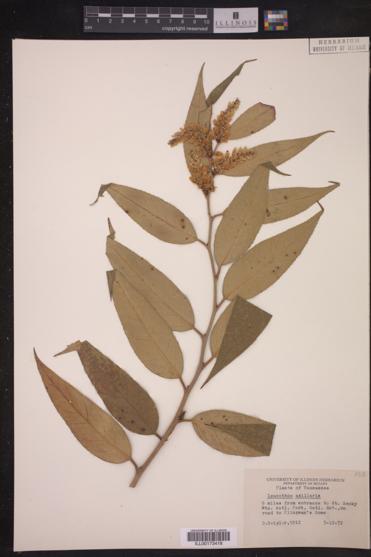 Leucothoe image