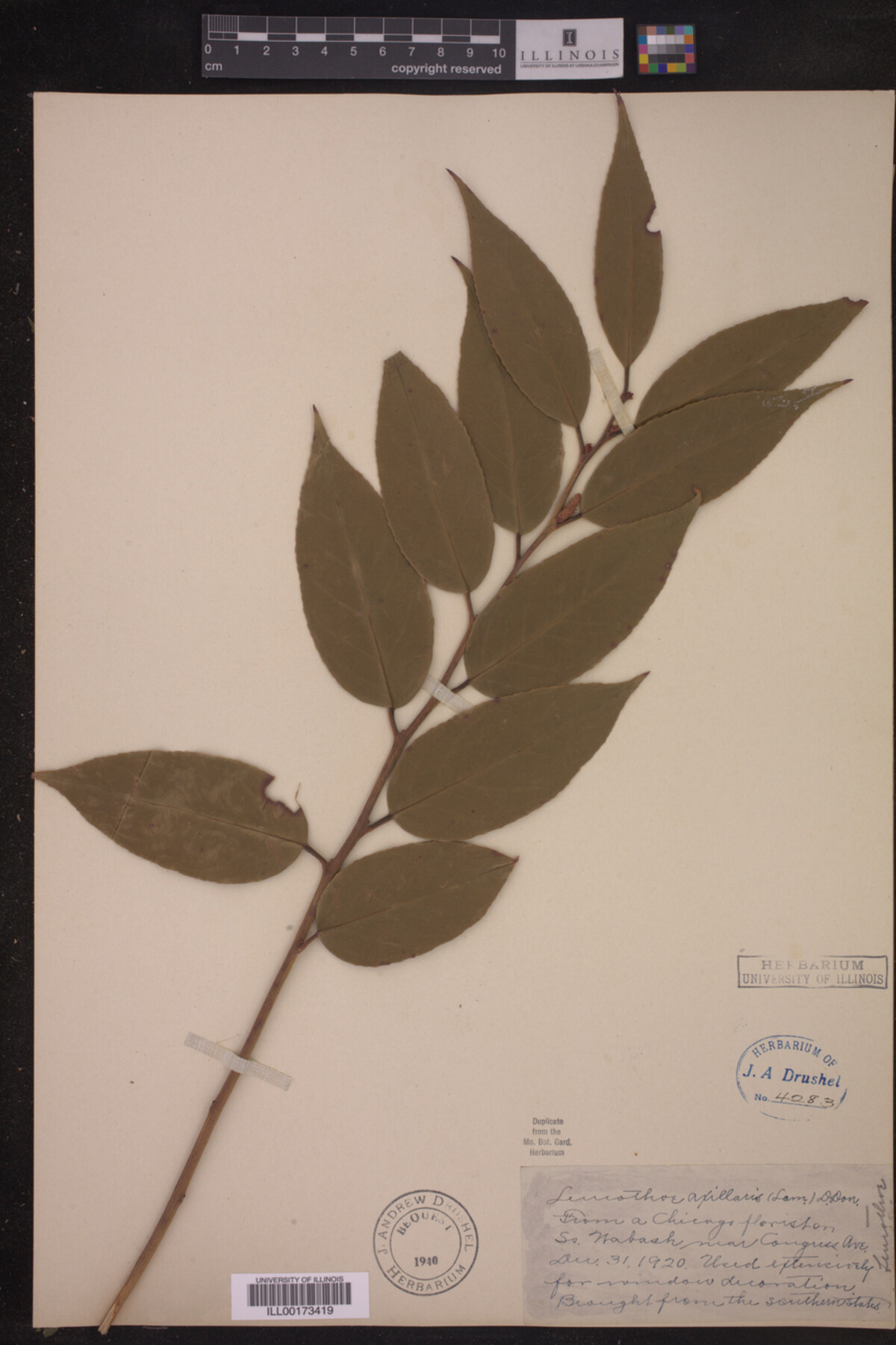 Leucothoe image