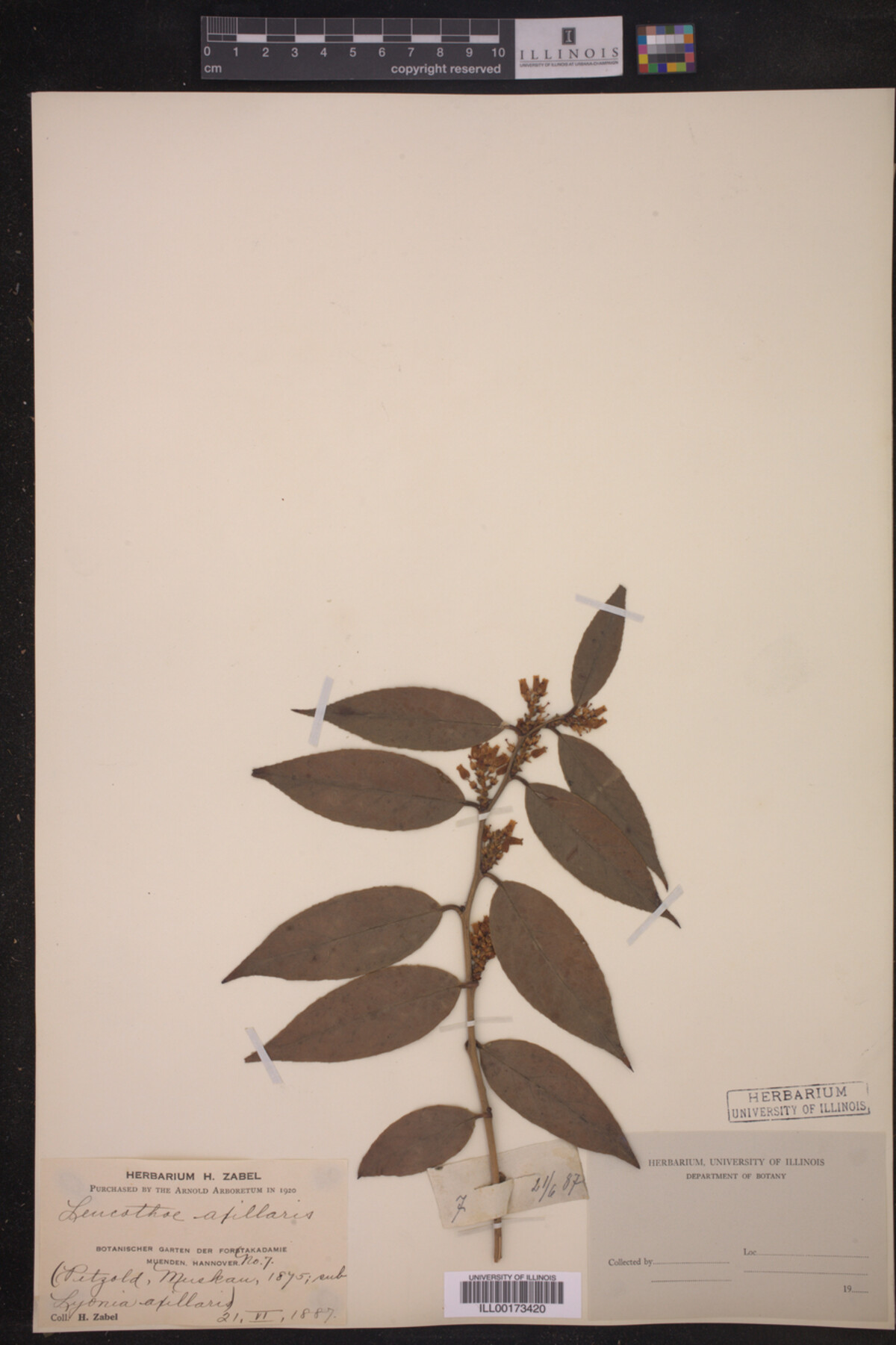Leucothoe axillaris image