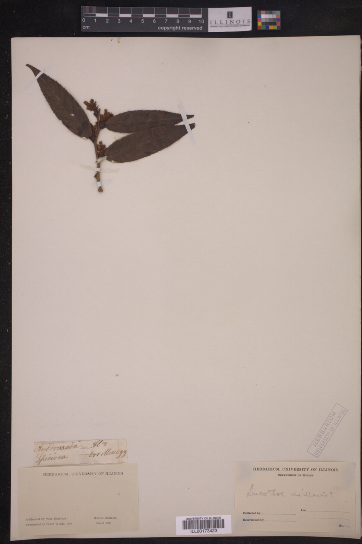 Leucothoe axillaris image