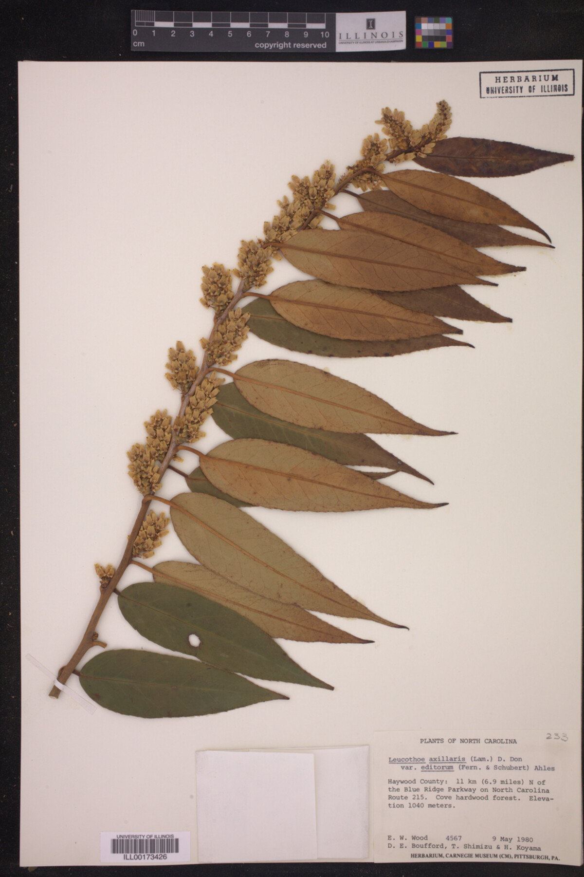 Leucothoe axillaris var. editorum image
