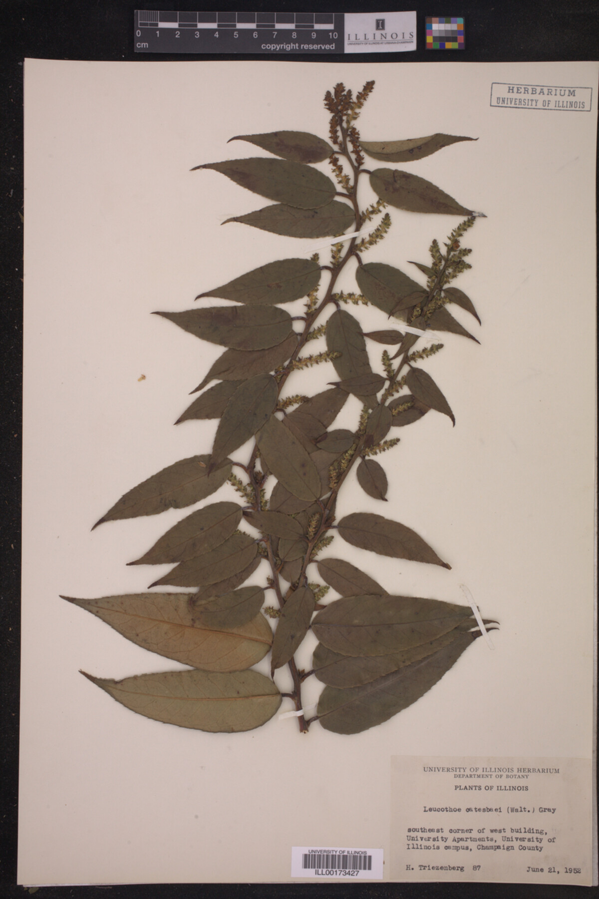 Leucothoe catesbaei image