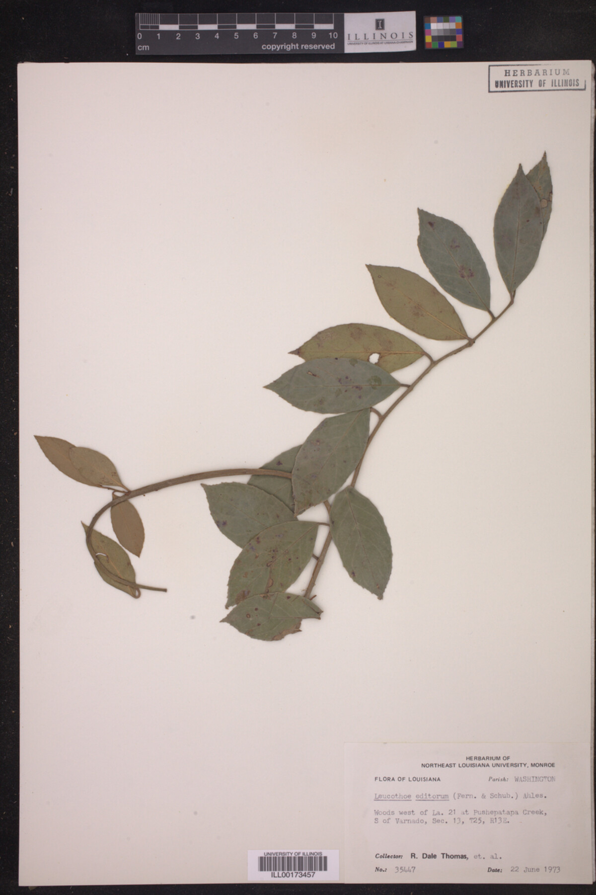 Leucothoe editorum image