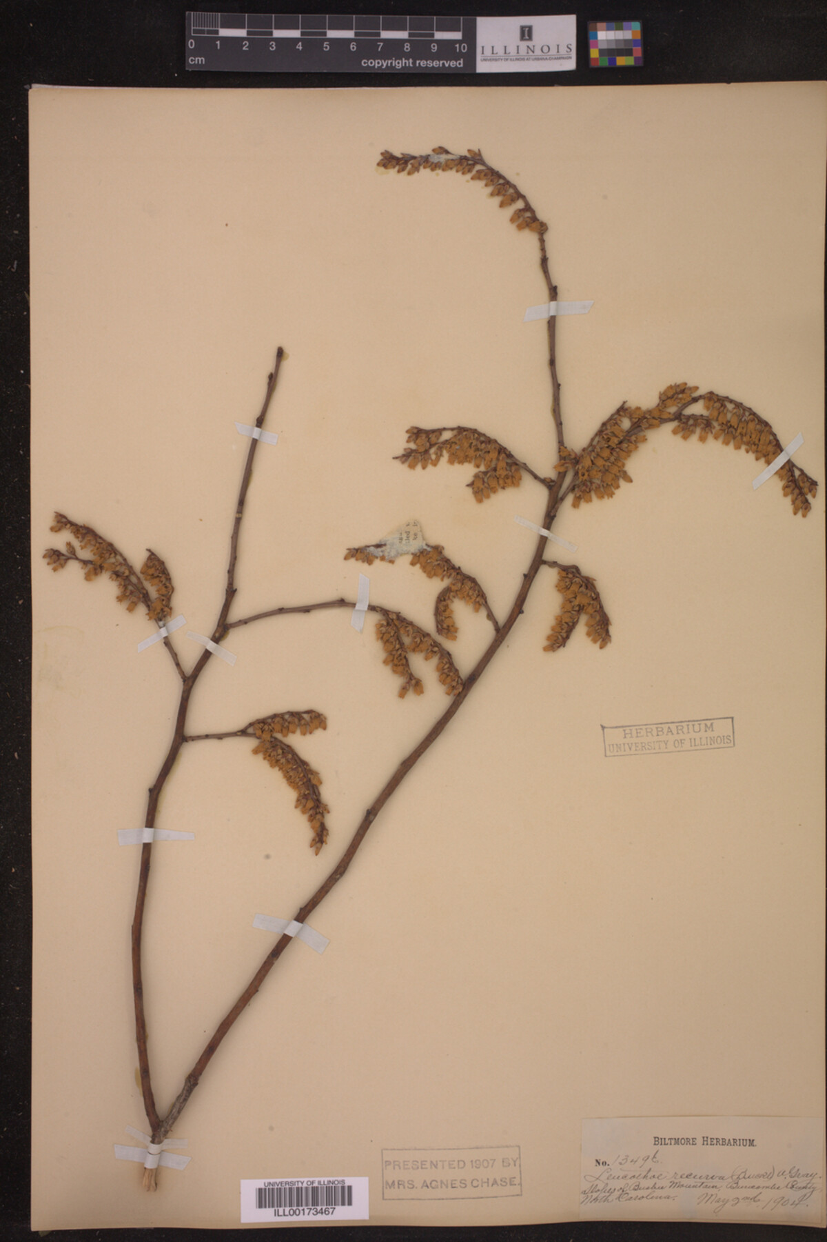 Leucothoe recurva image