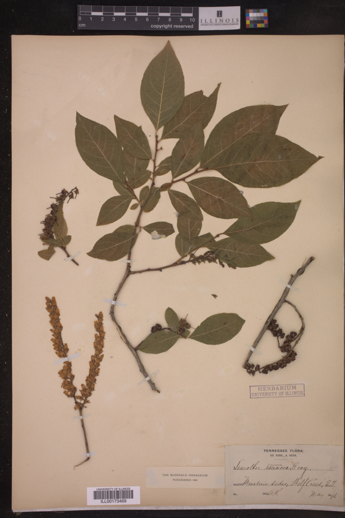 Leucothoe racemosa image