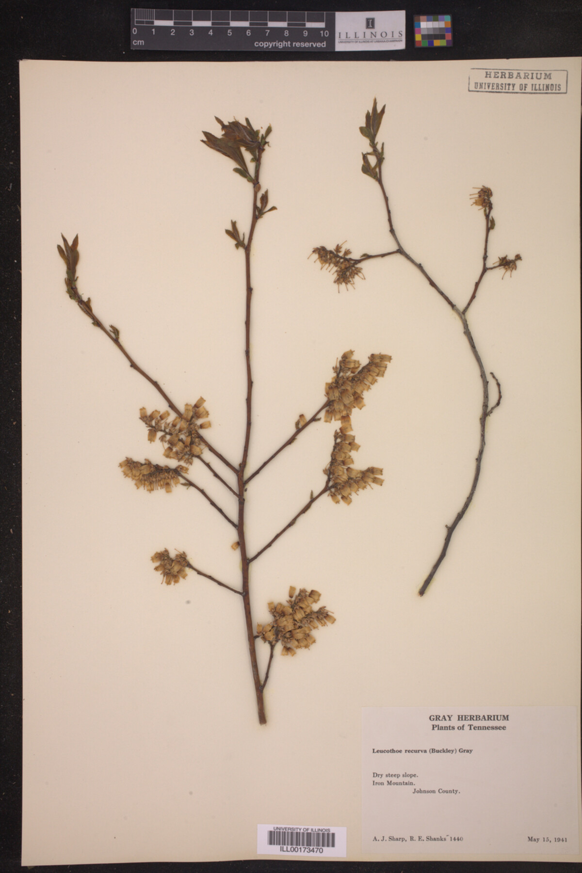 Leucothoe recurva image