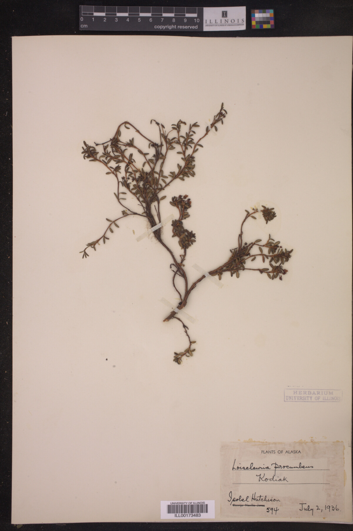 Loiseleuria procumbens image