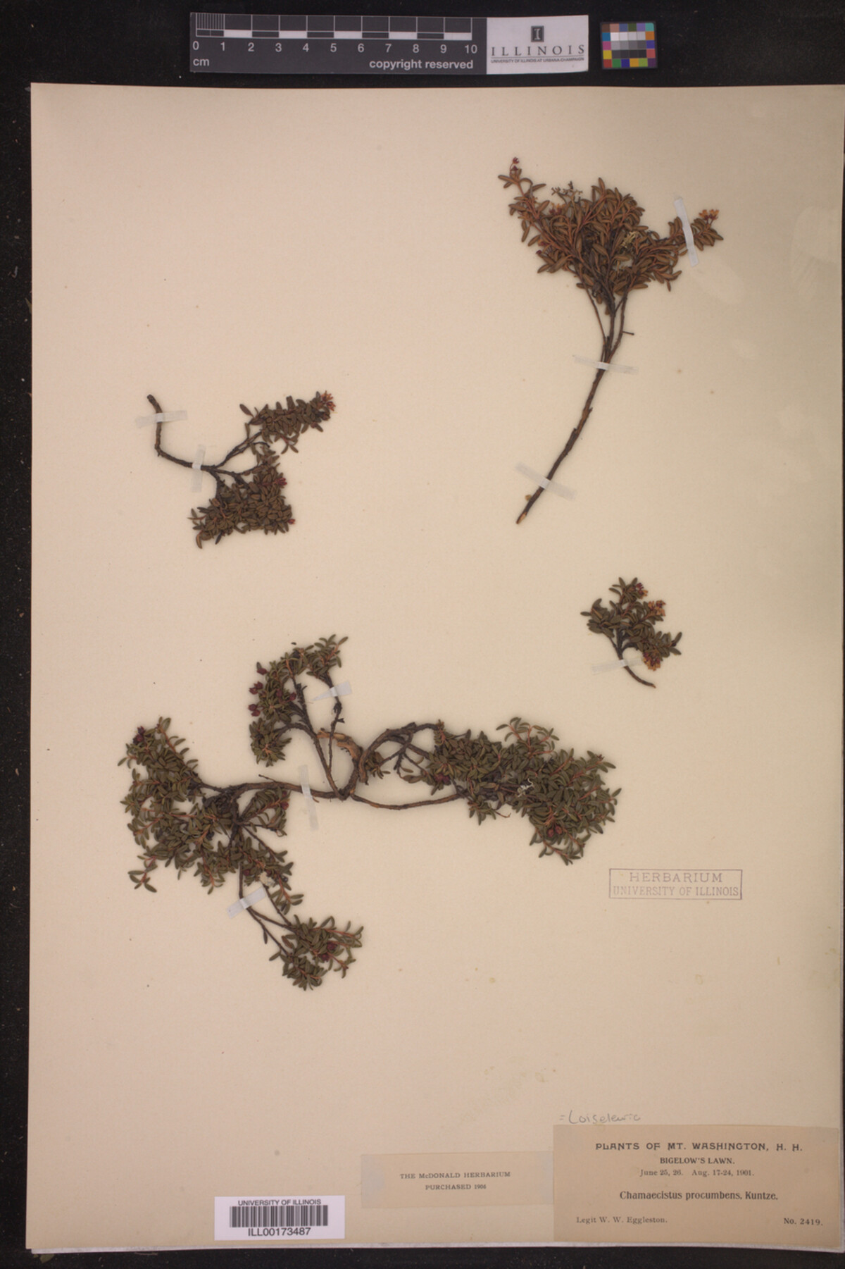 Ericaceae image