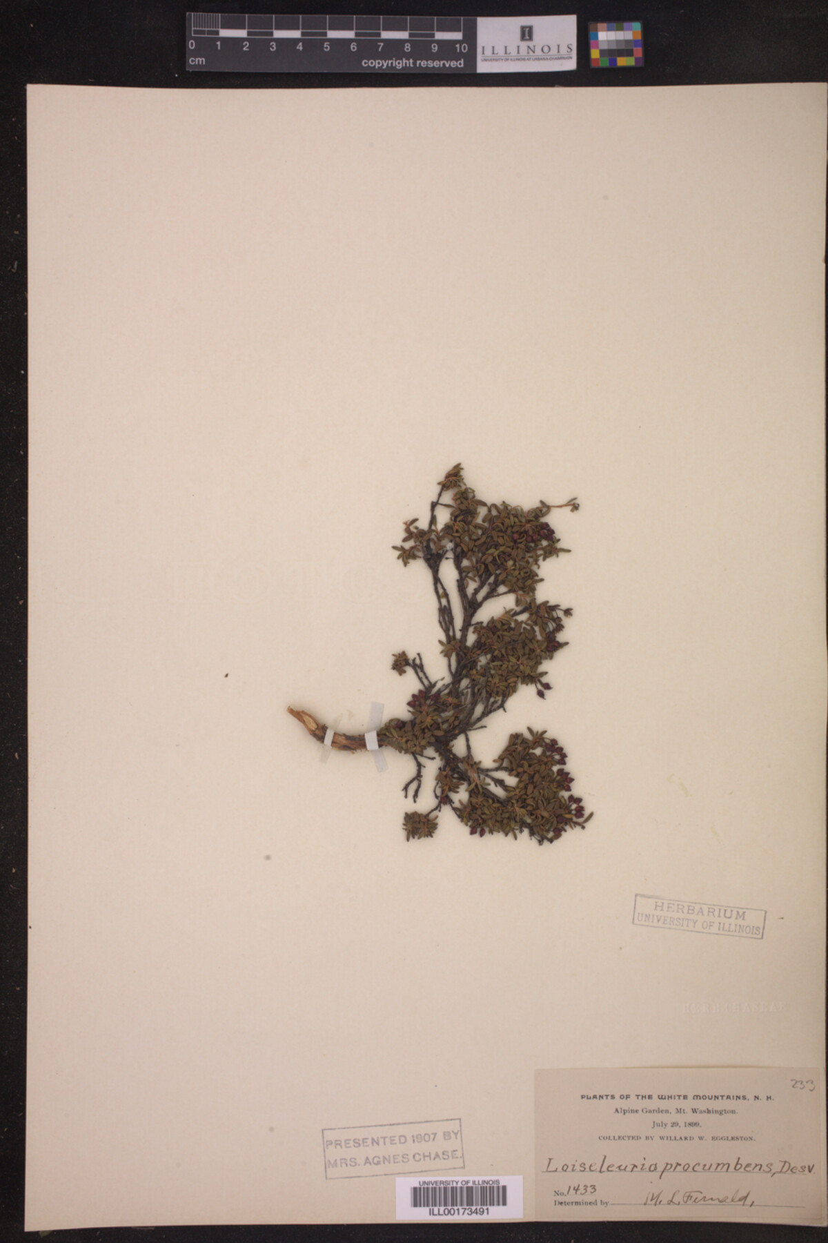 Loiseleuria procumbens image
