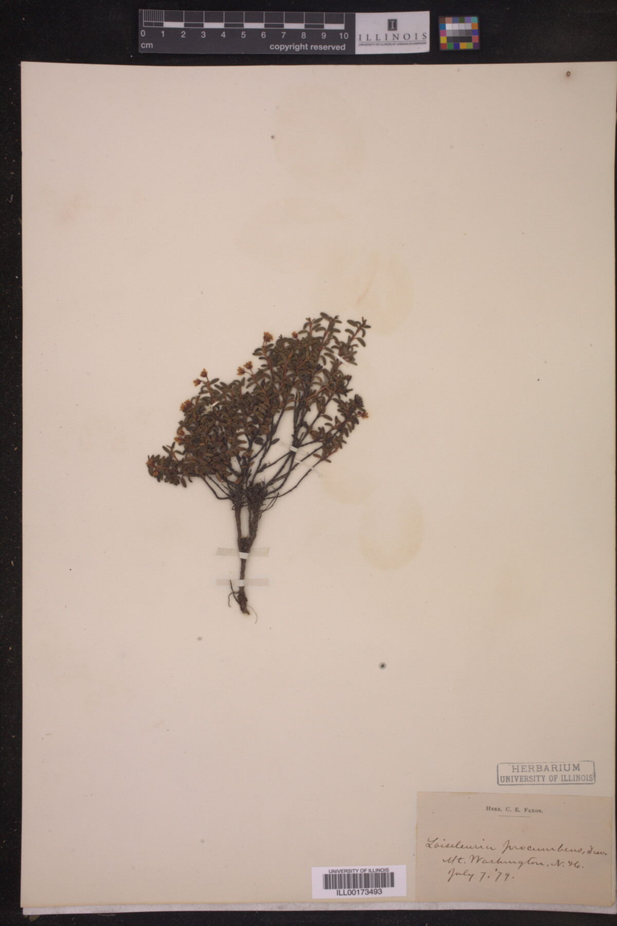 Loiseleuria procumbens image