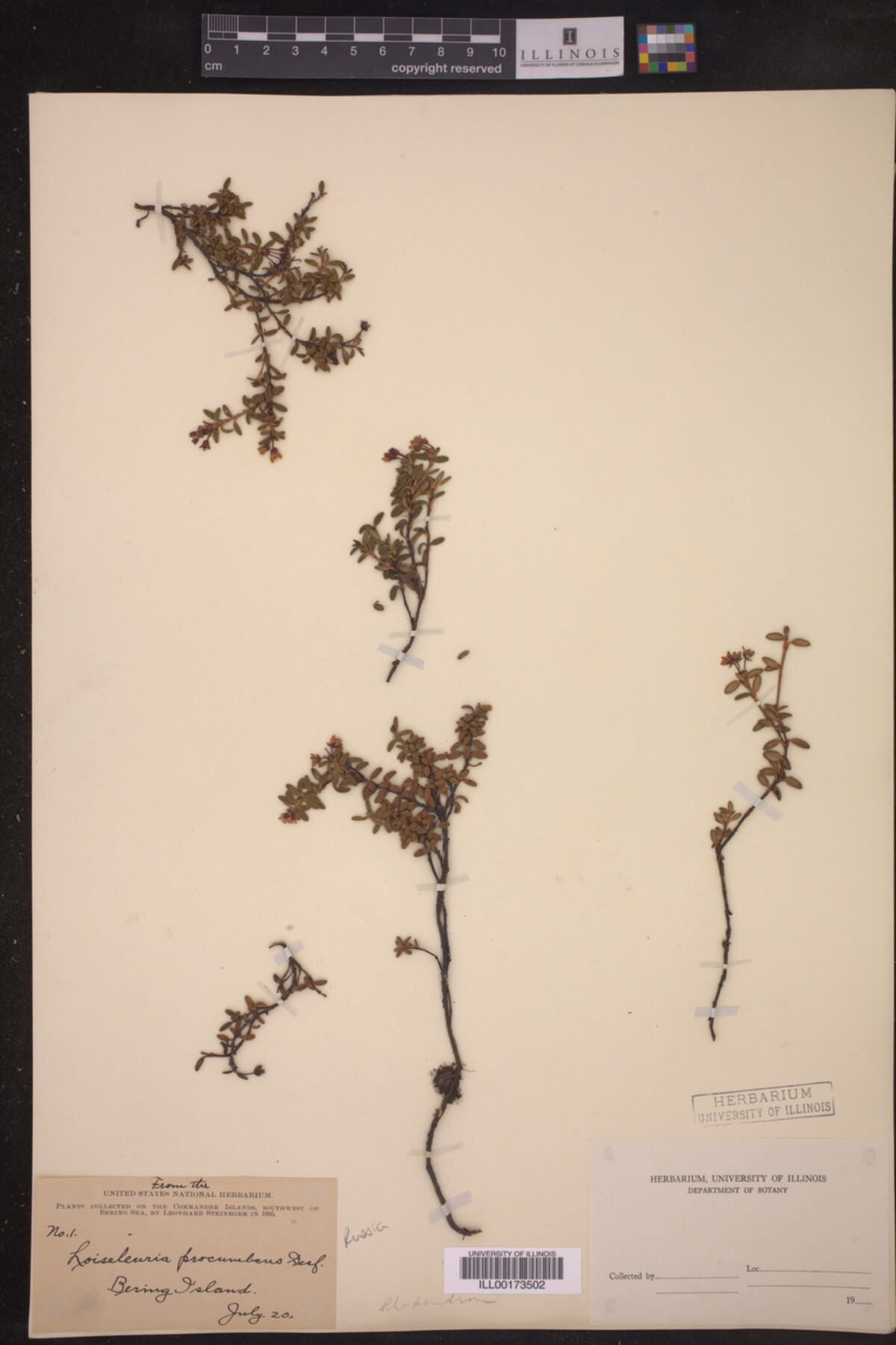 Loiseleuria procumbens image