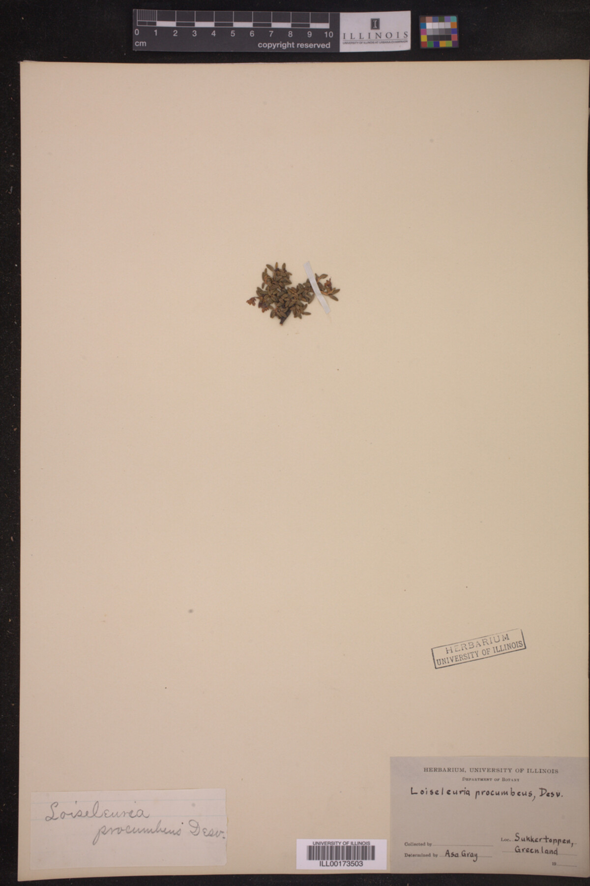 Loiseleuria image