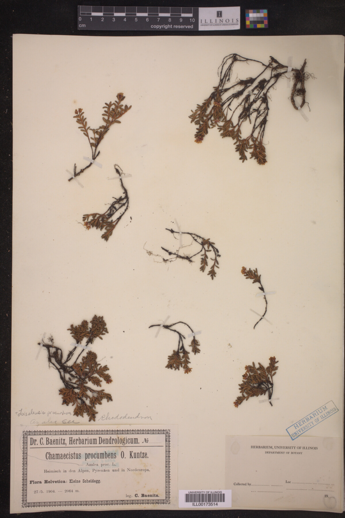 Loiseleuria procumbens image