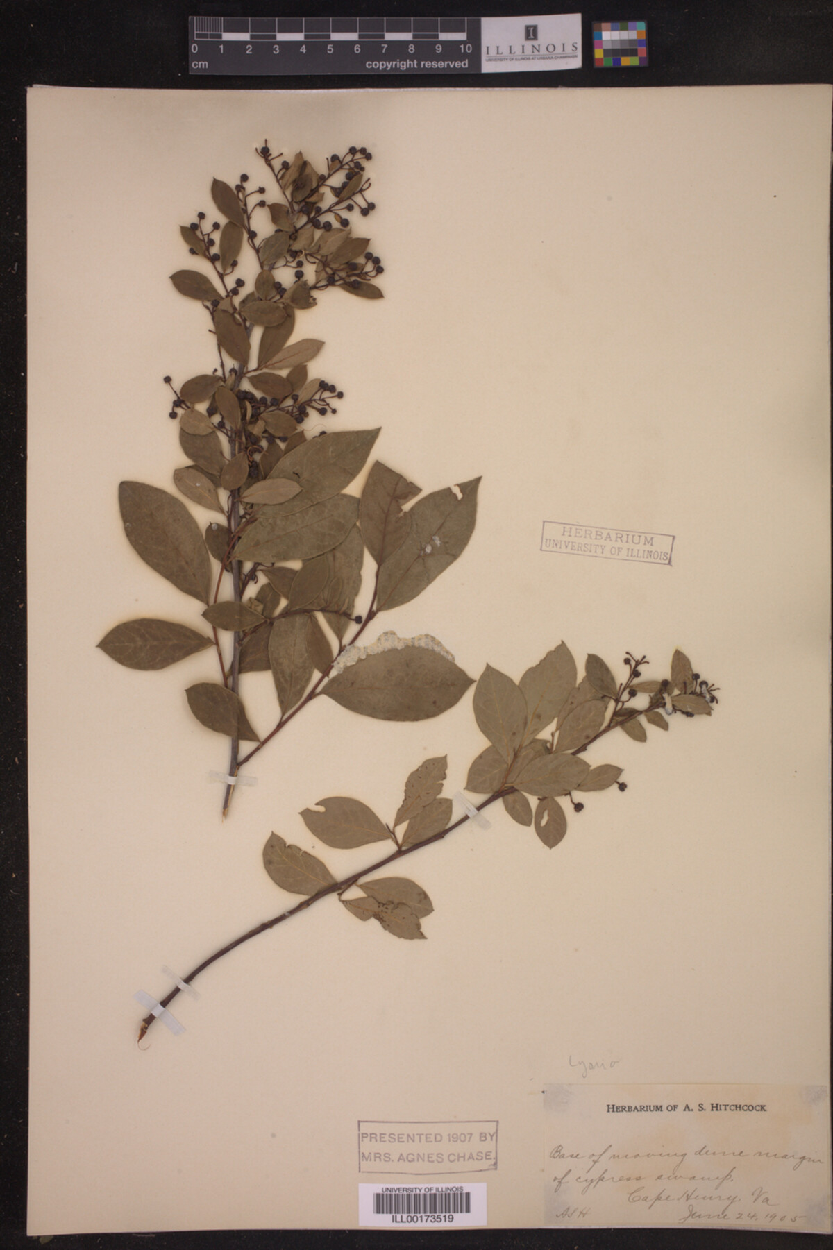 Lyonia image