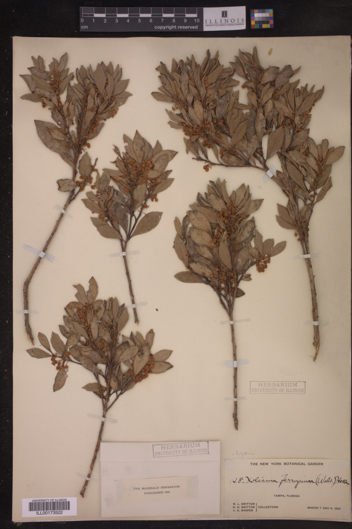 Lyonia ferruginea image