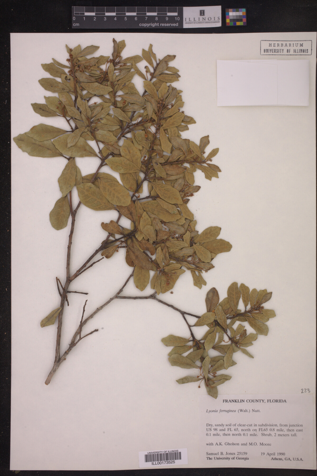 Lyonia ferruginea image