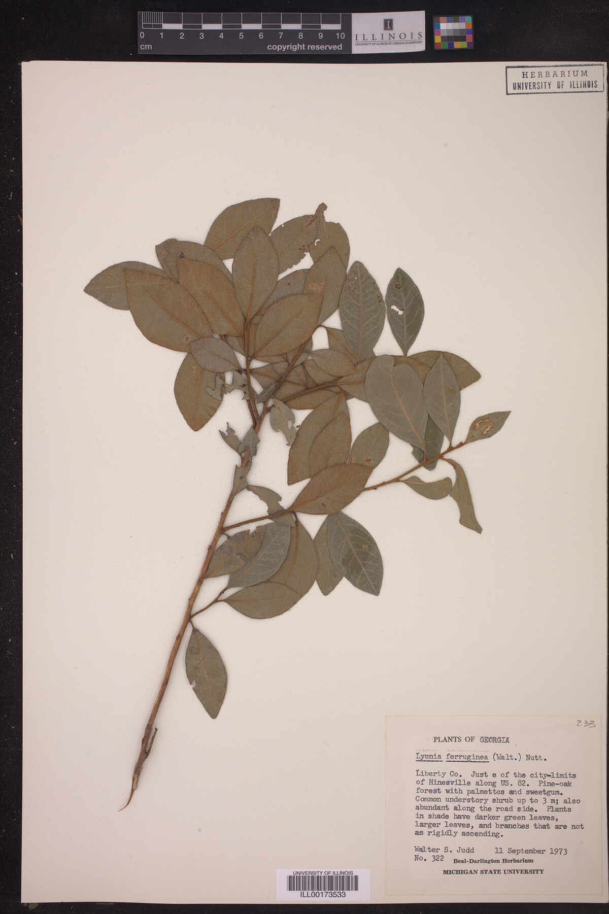Lyonia ferruginea image