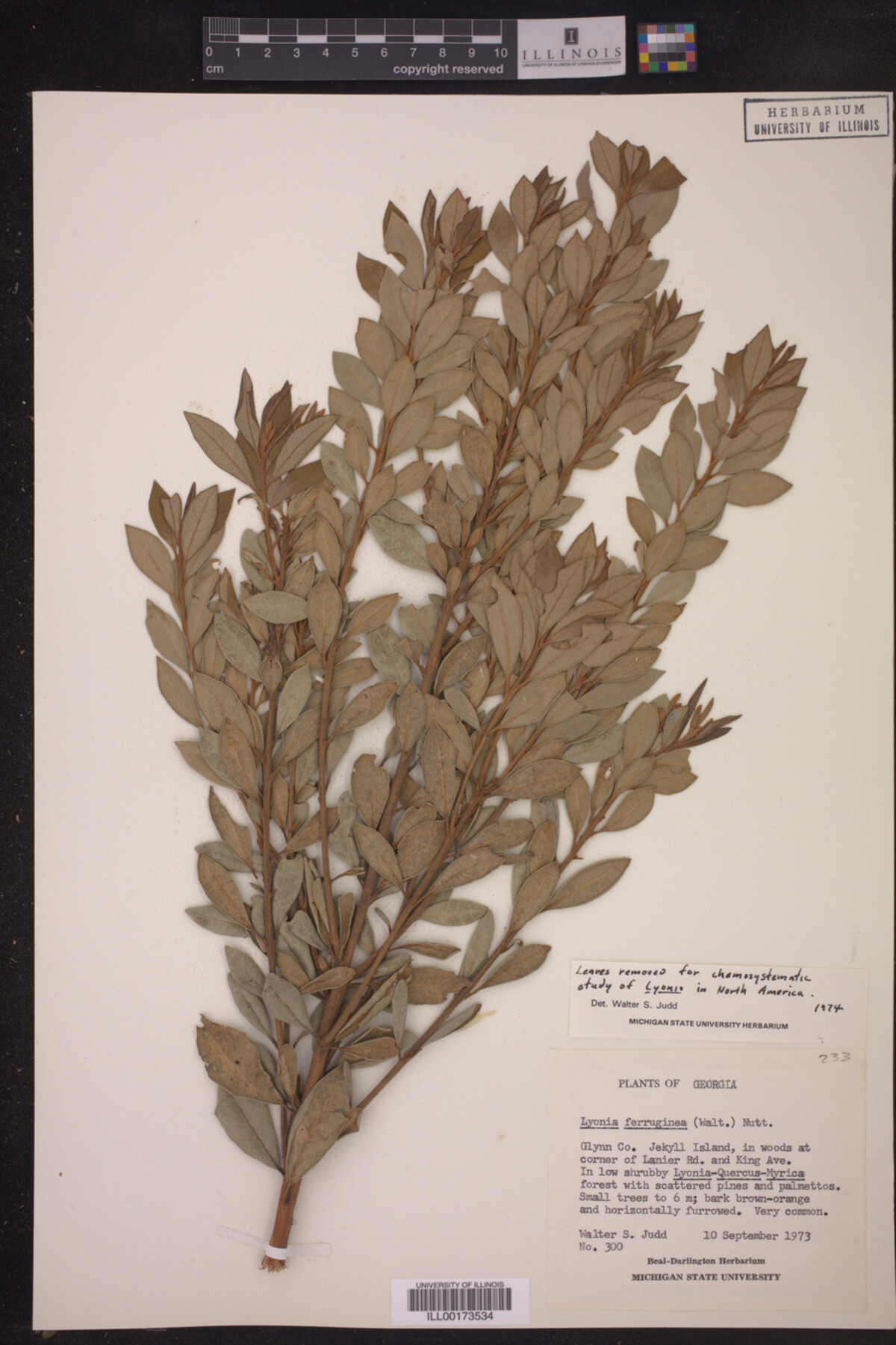 Lyonia ferruginea image