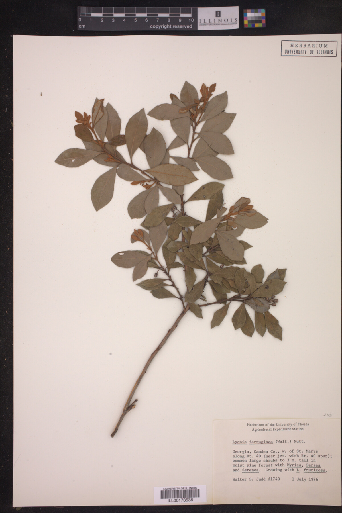 Lyonia ferruginea image