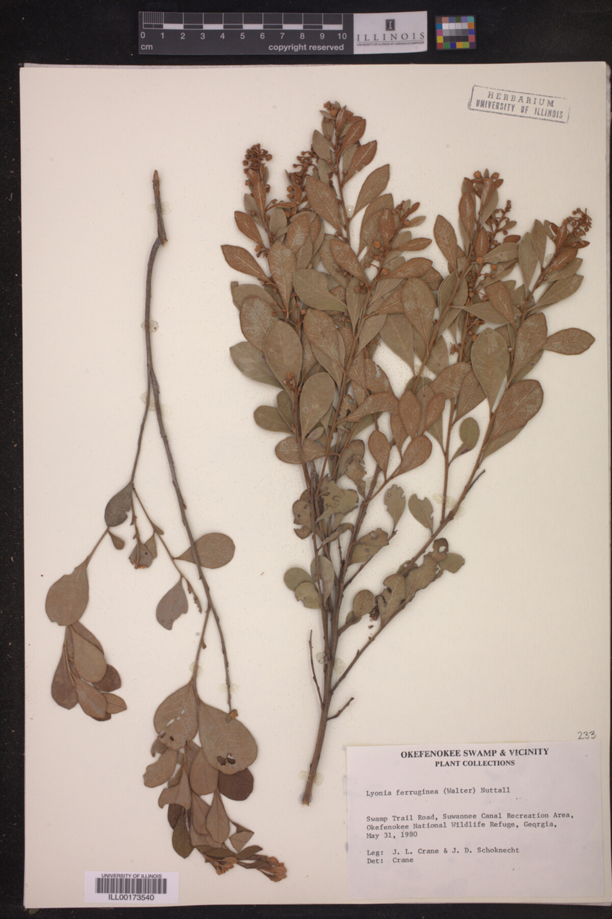 Lyonia ferruginea image