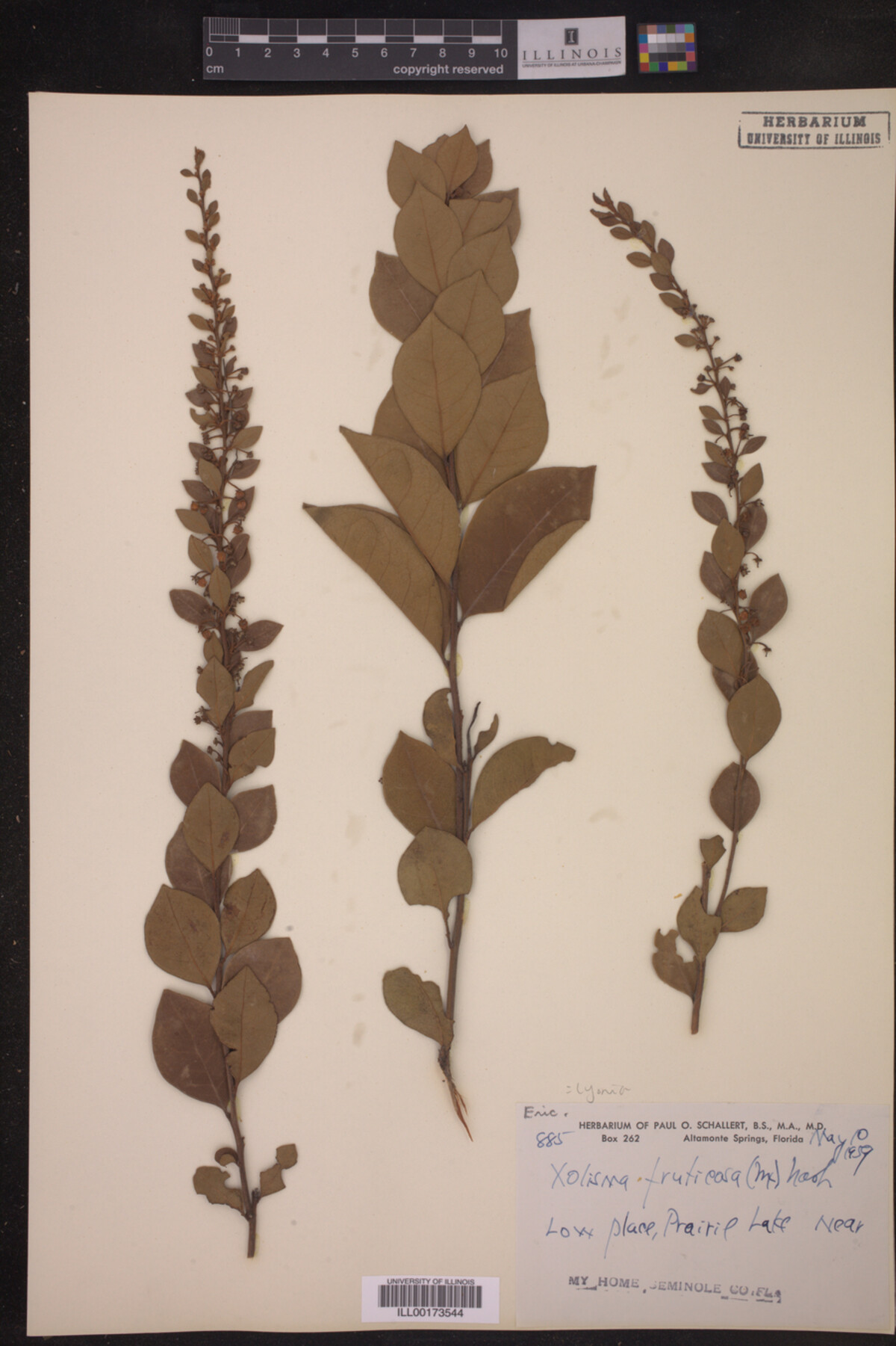 Lyonia fruticosa image
