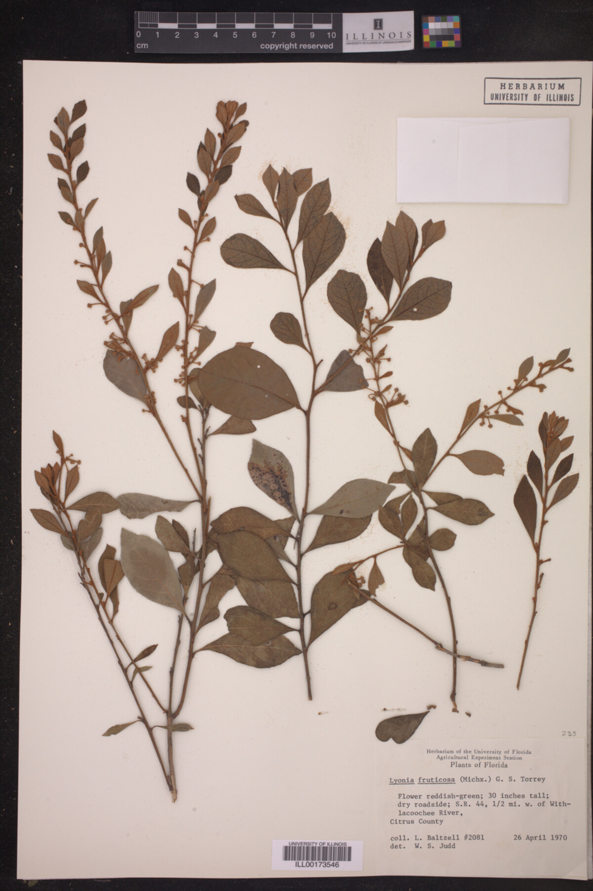 Lyonia fruticosa image