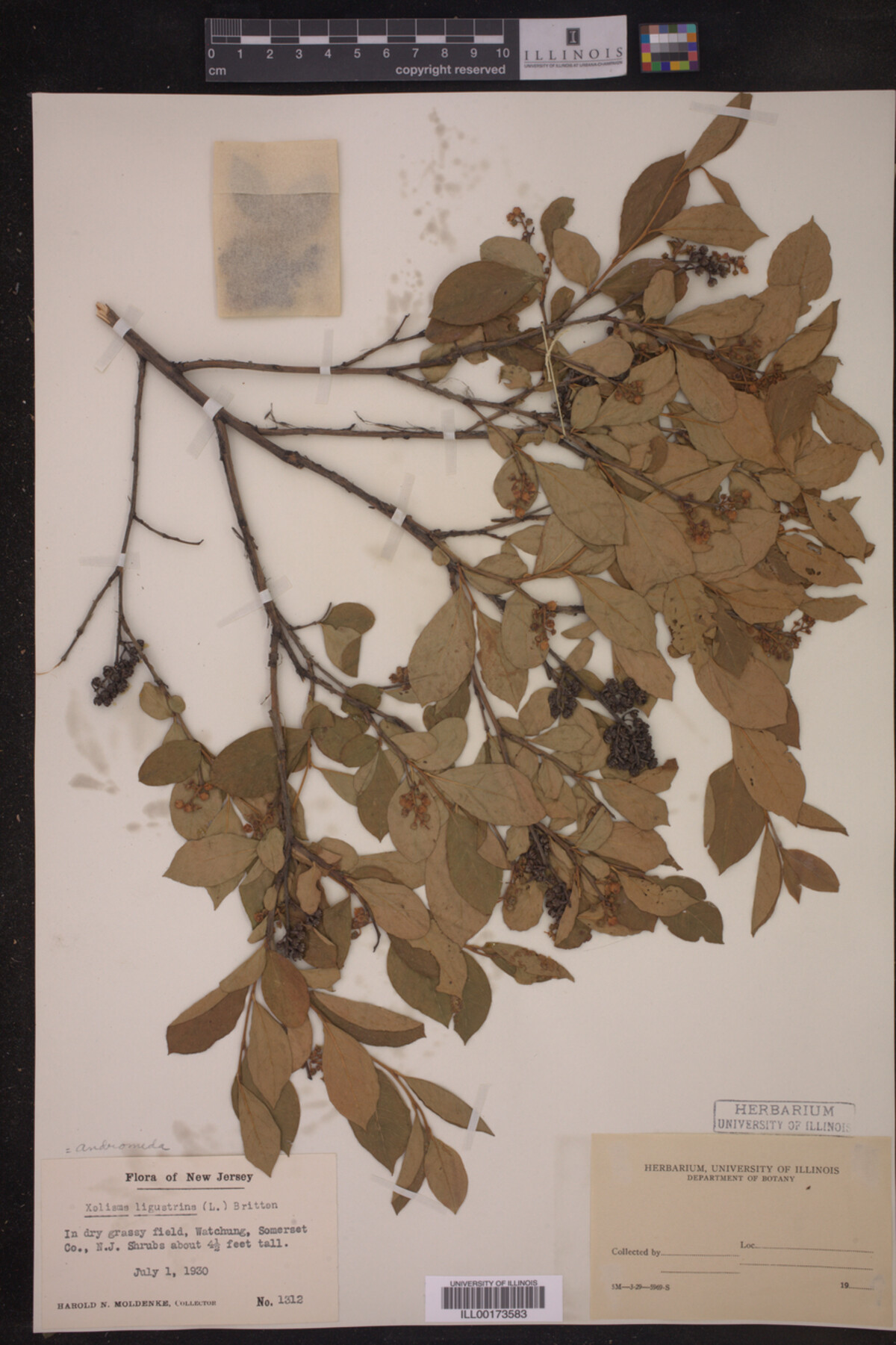 Lyonia liguistrina image