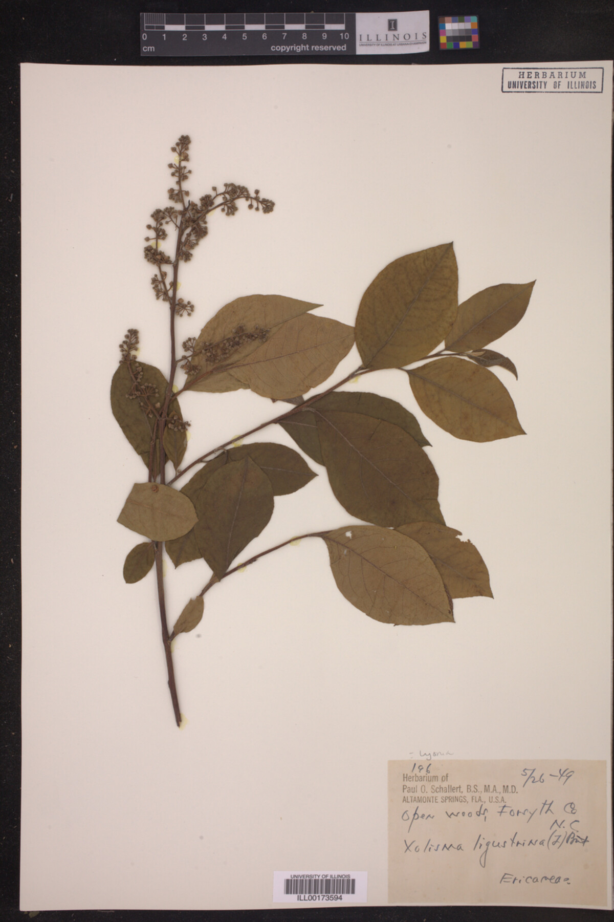 Lyonia liguistrina image