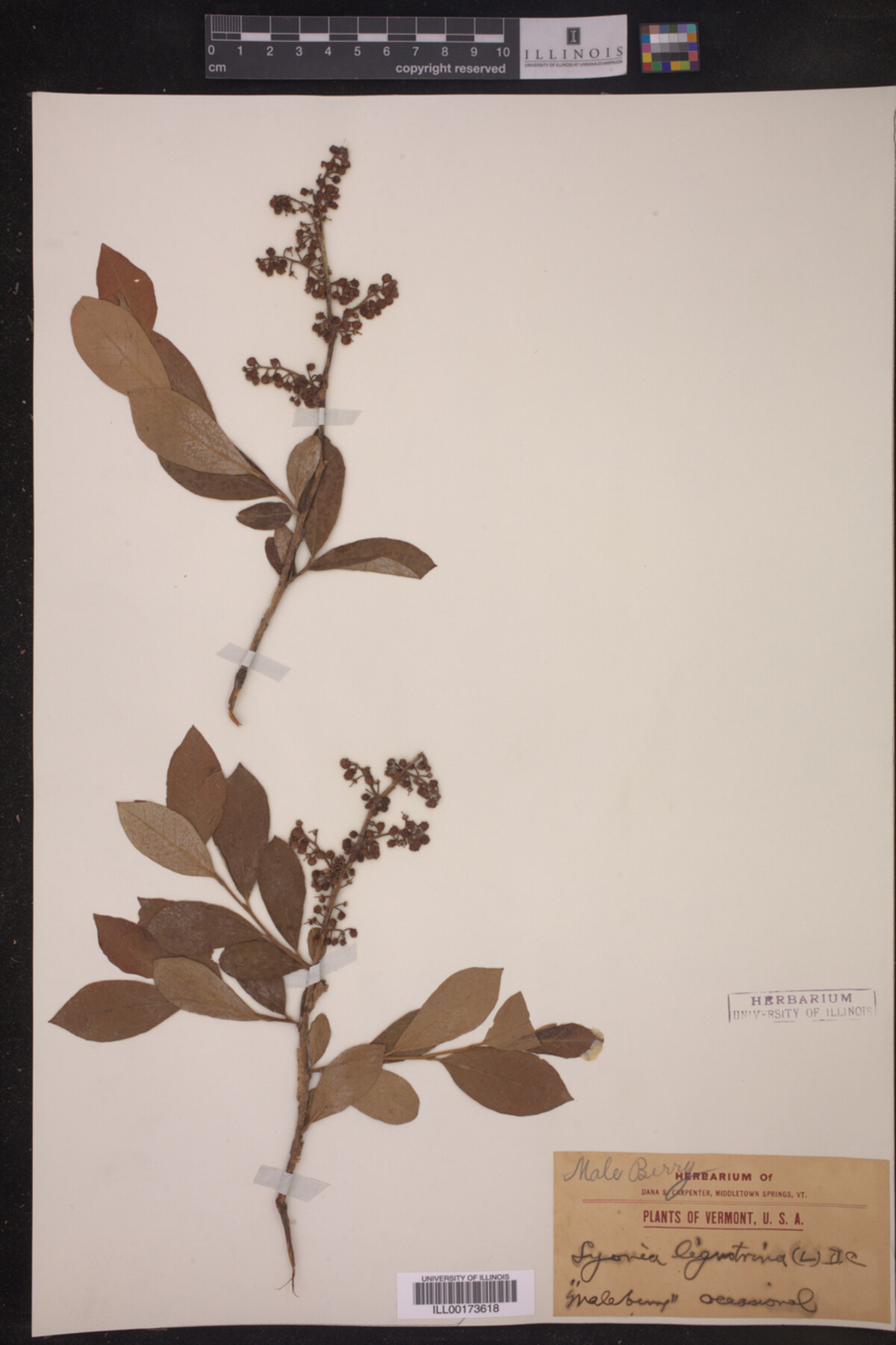 Lyonia liguistrina image