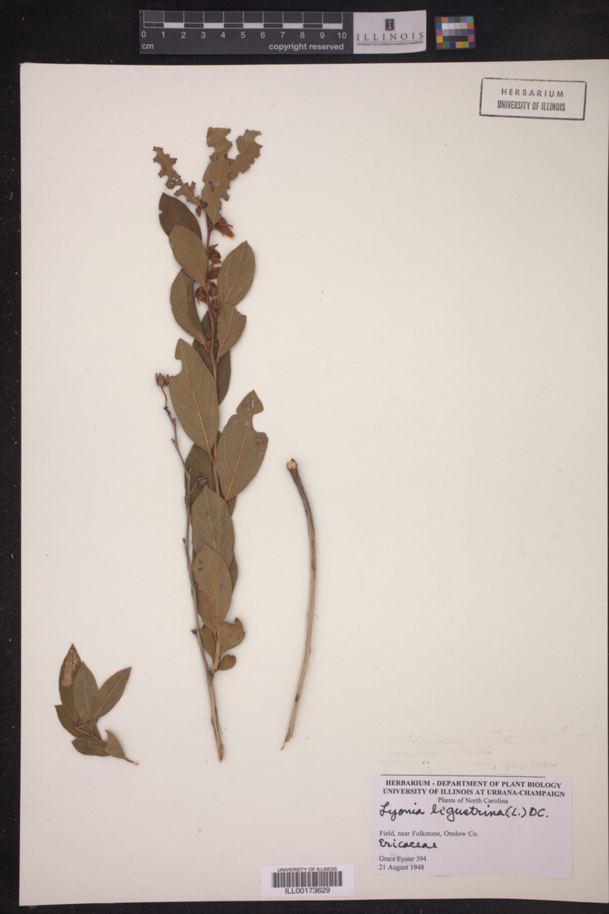 Lyonia liguistrina image