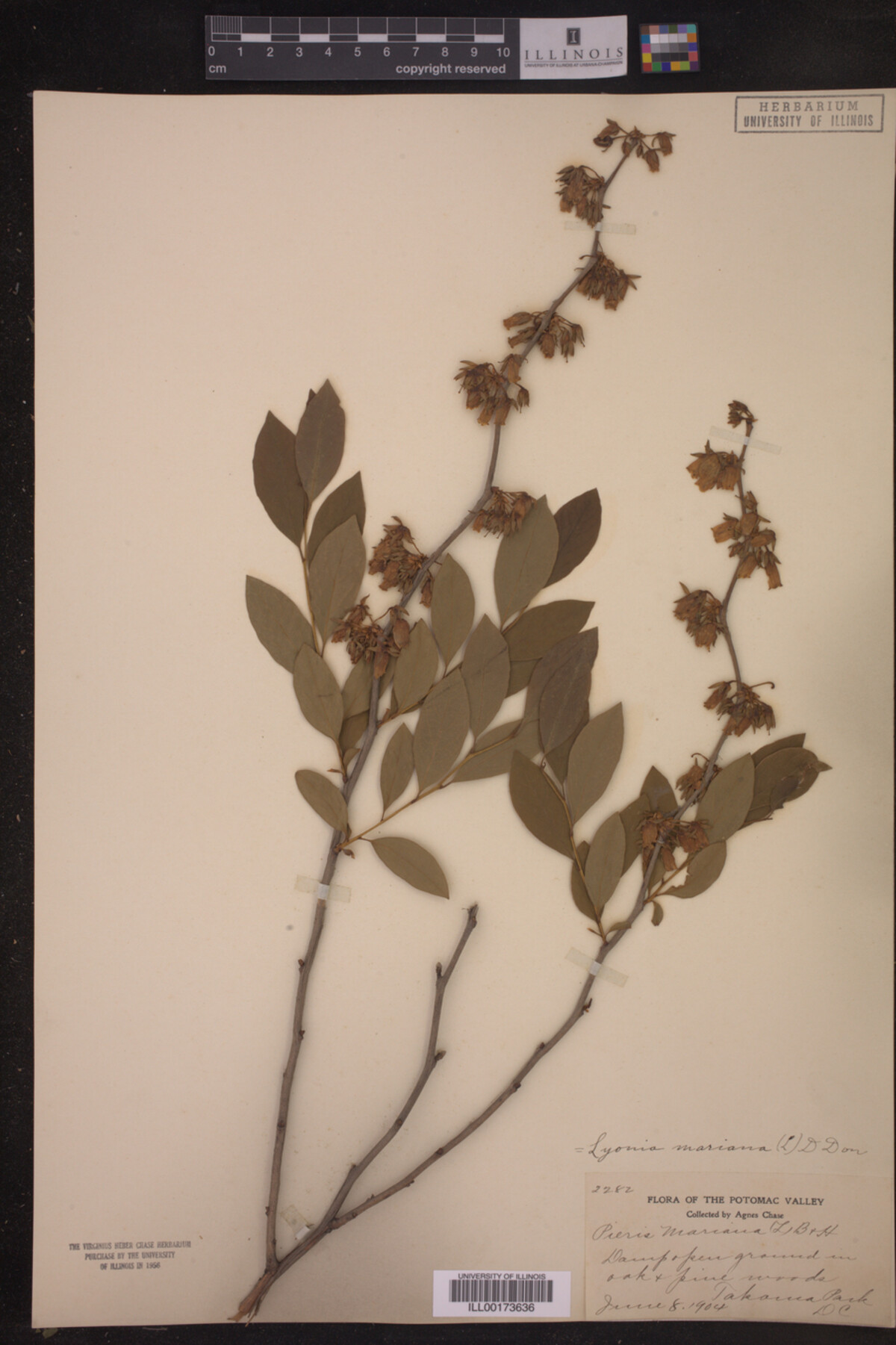 Lyonia liguistrina image