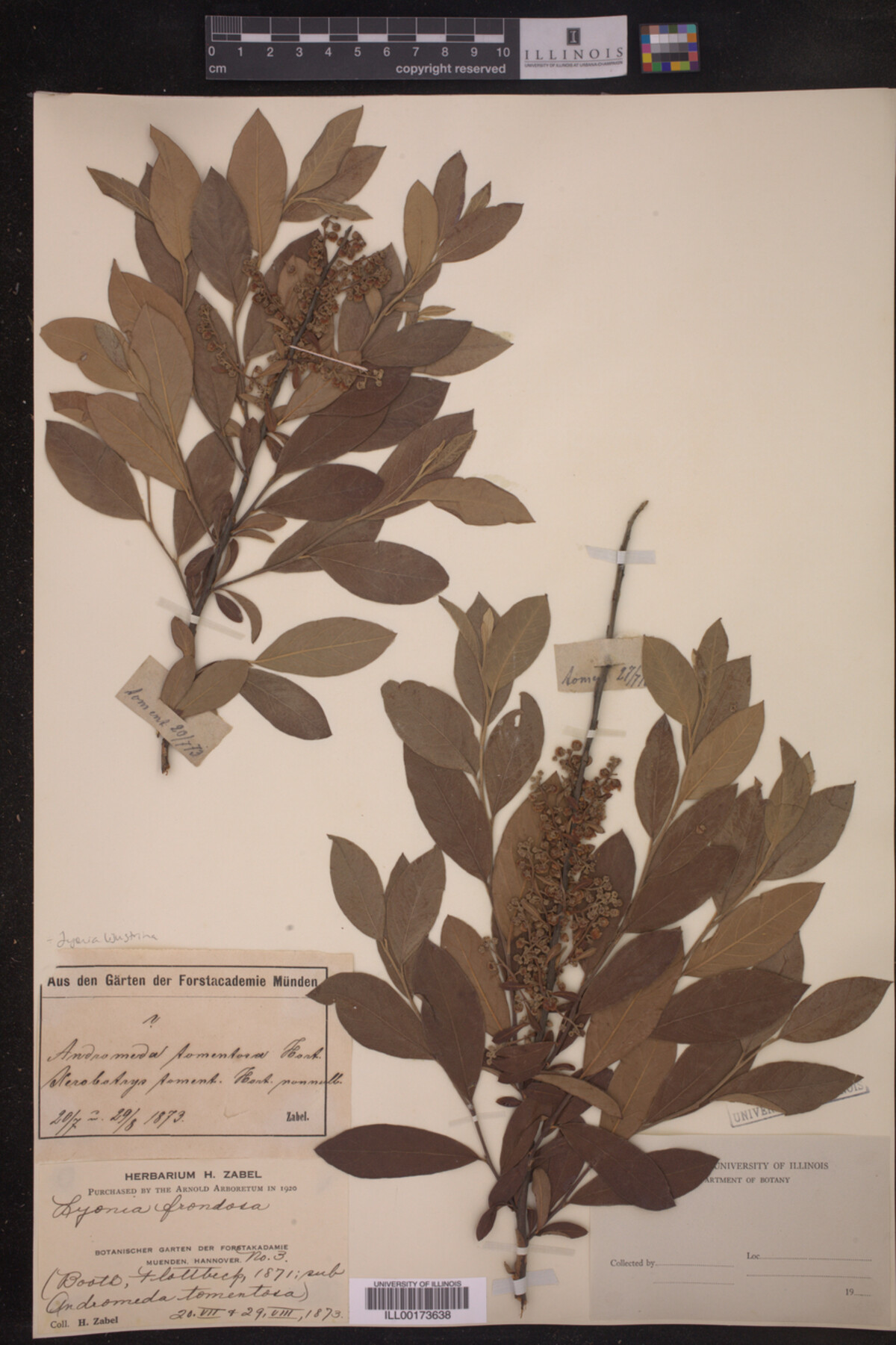 Lyonia liguistrina image
