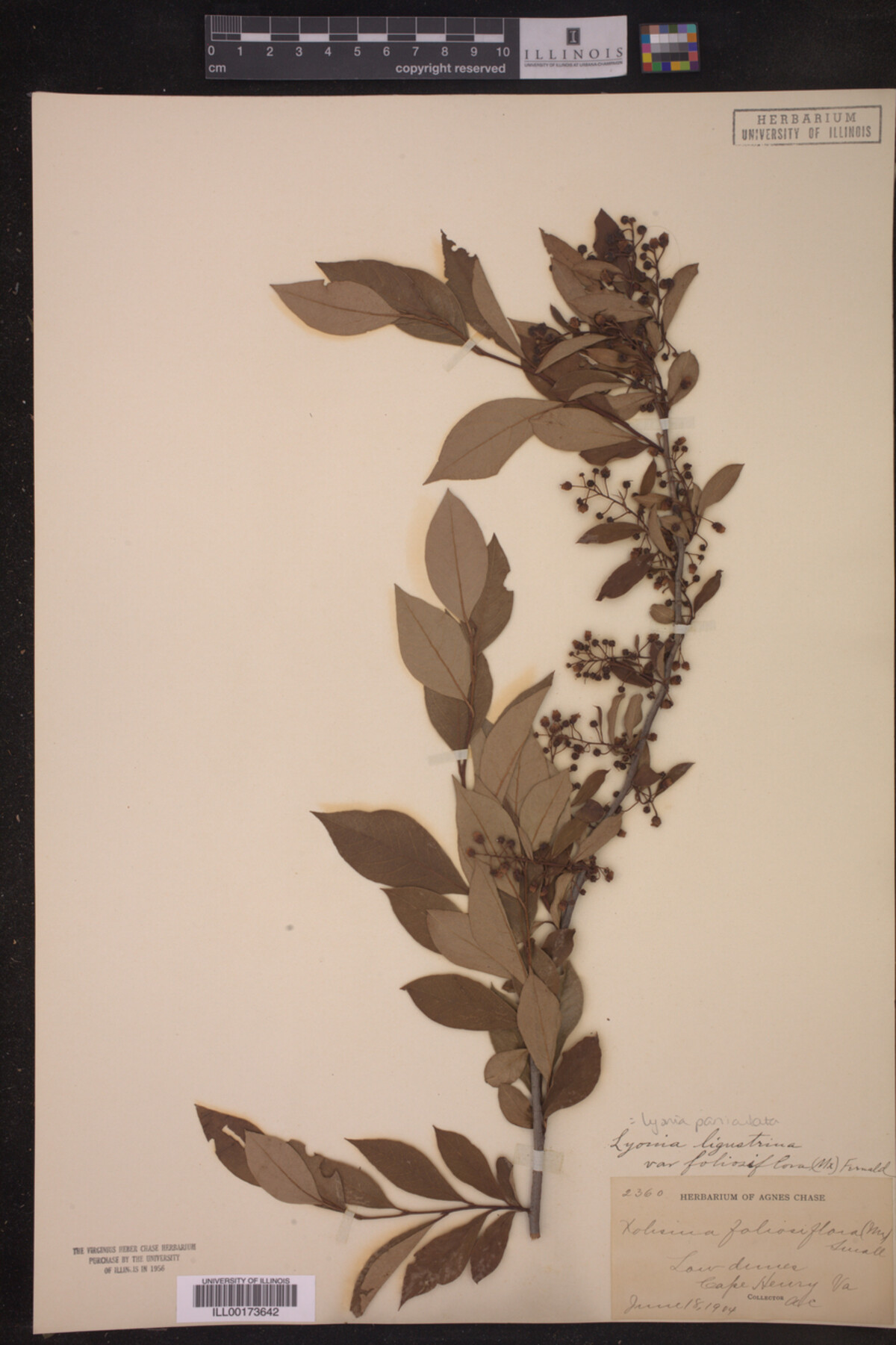 Lyonia paniculata image