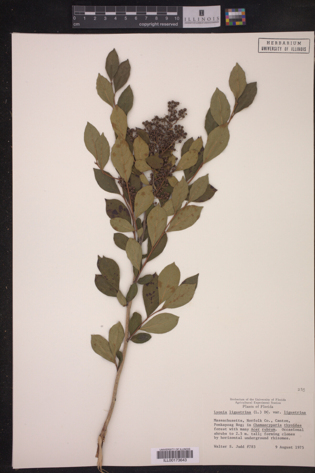 Lyonia ligustrina var. ligustrina image