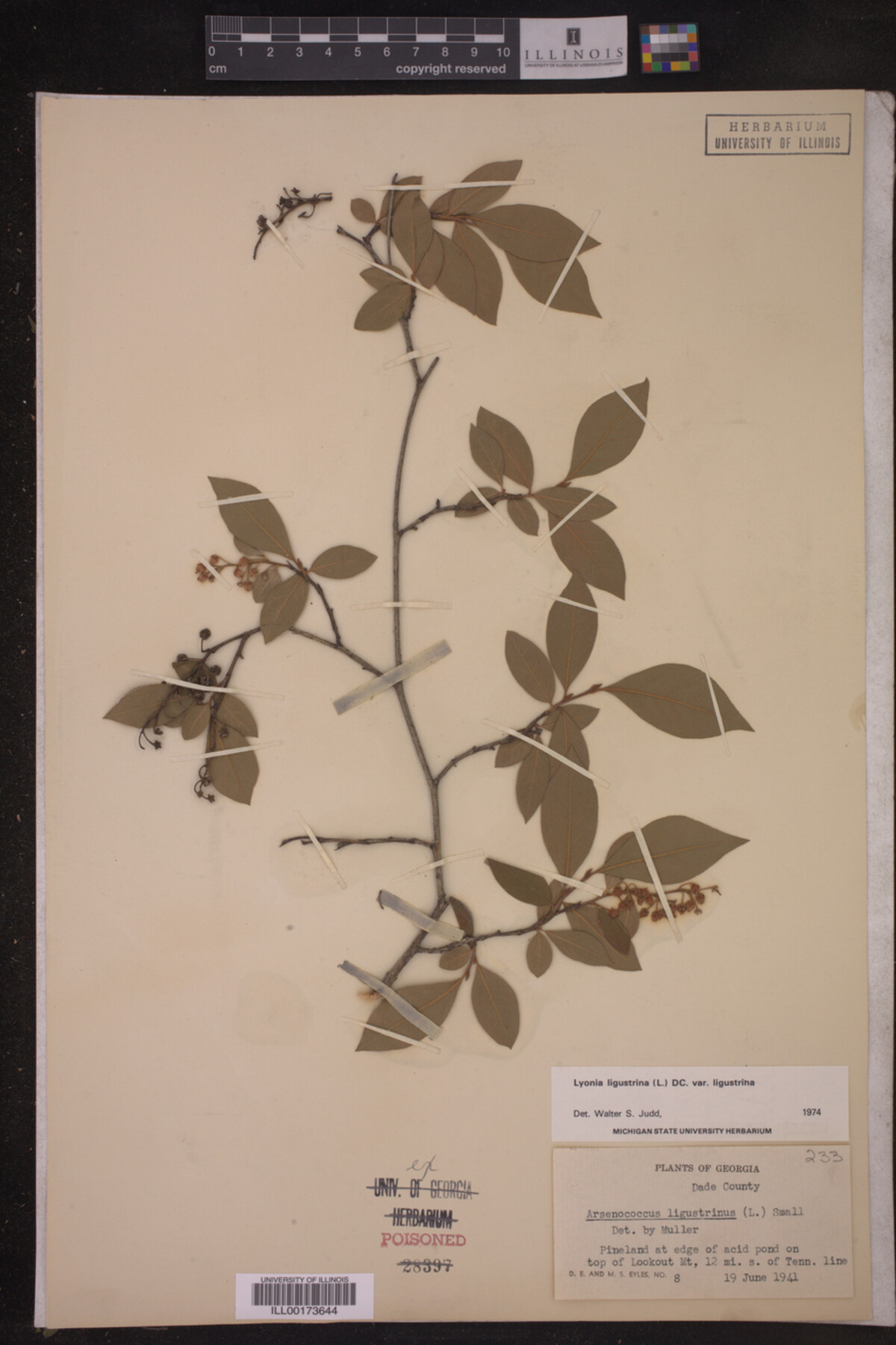 Lyonia ligustrina var. ligustrina image