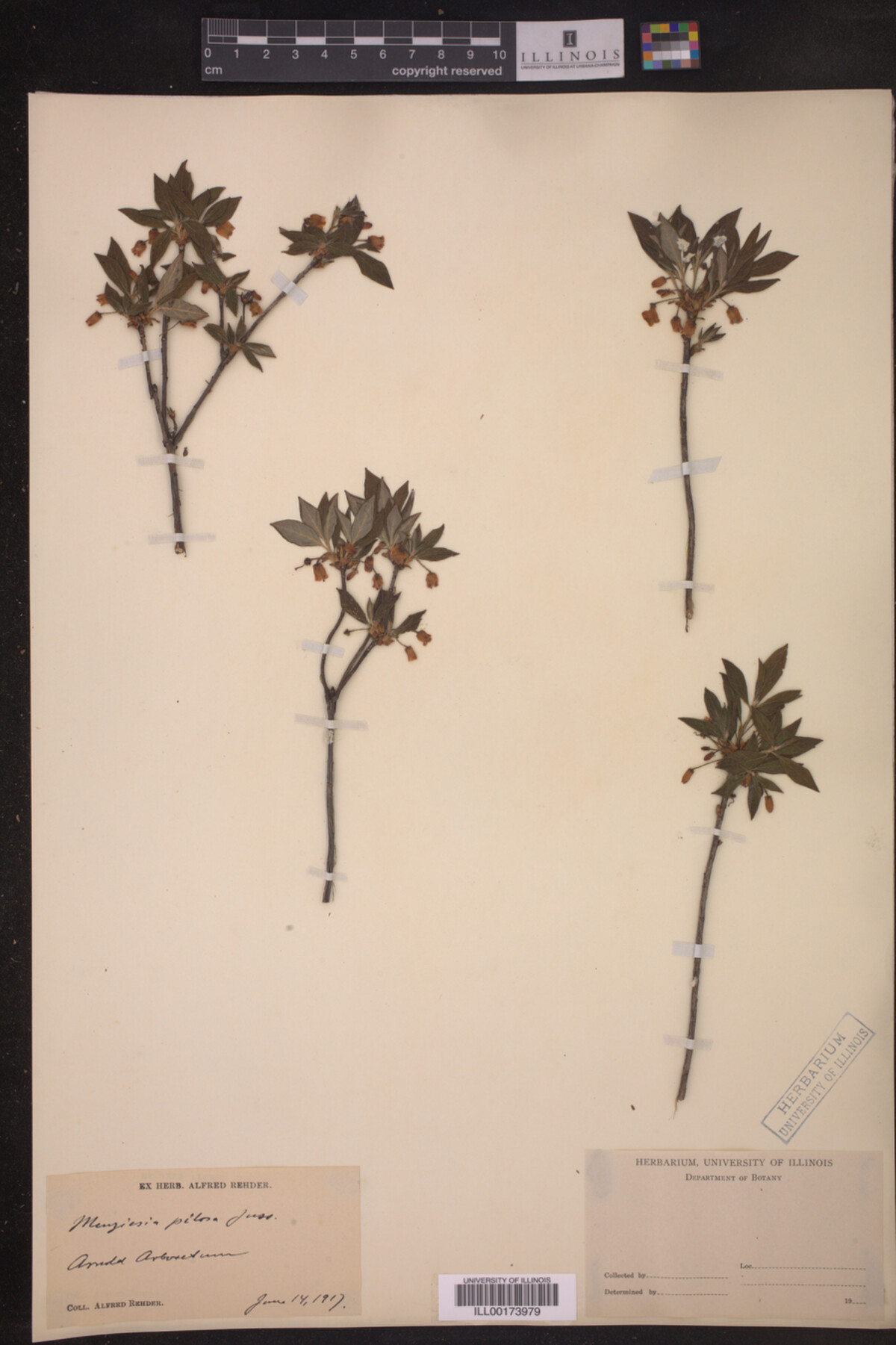 Menziesia pilosa image