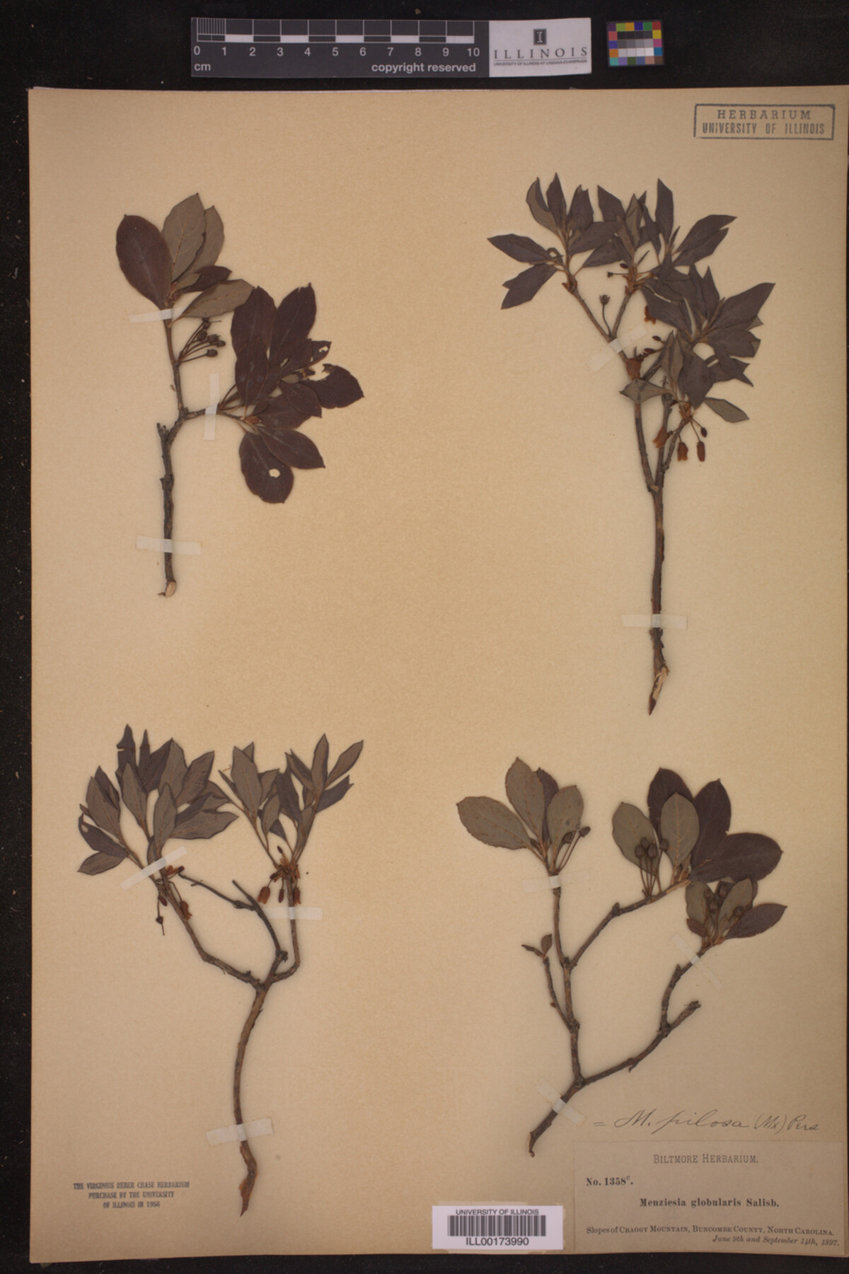 Menziesia pilosa image