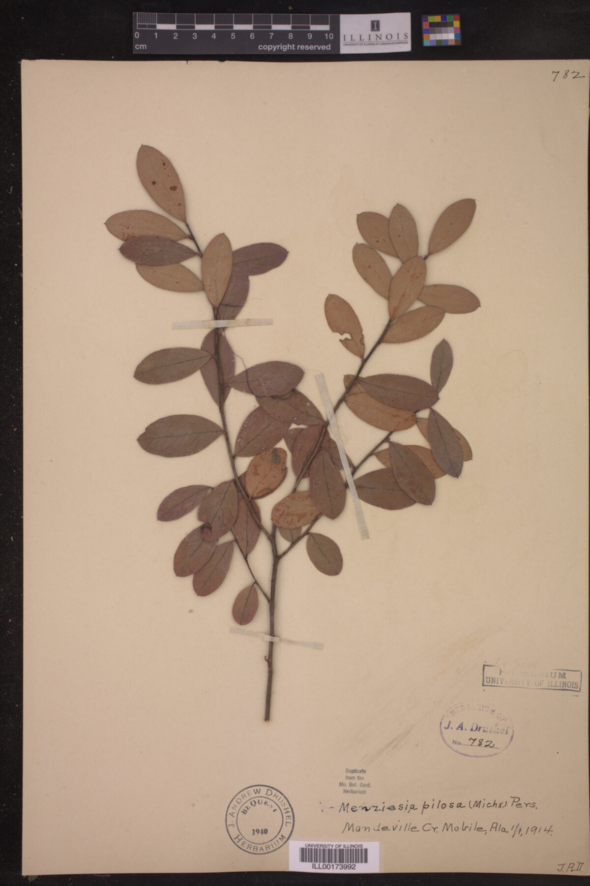 Menziesia pilosa image