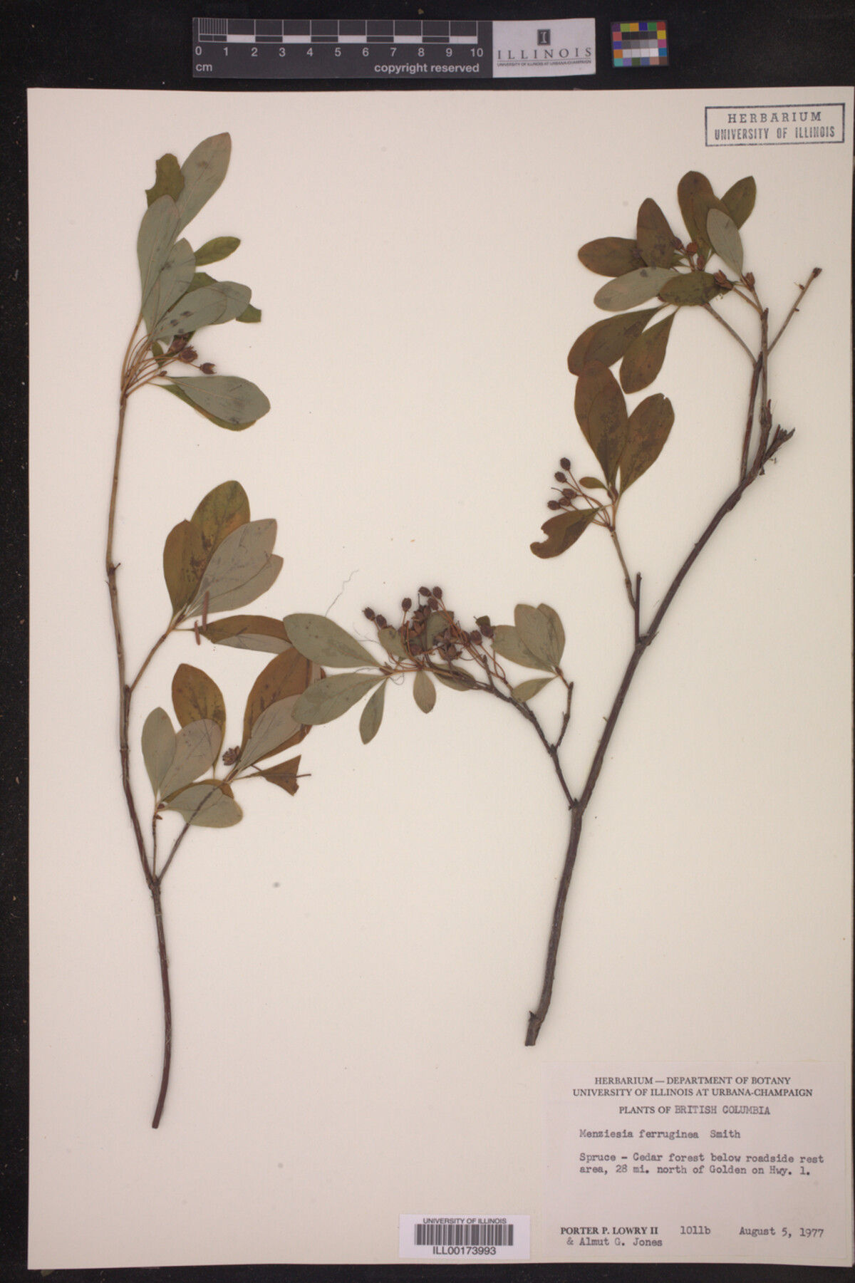 Menziesia ferruginea image