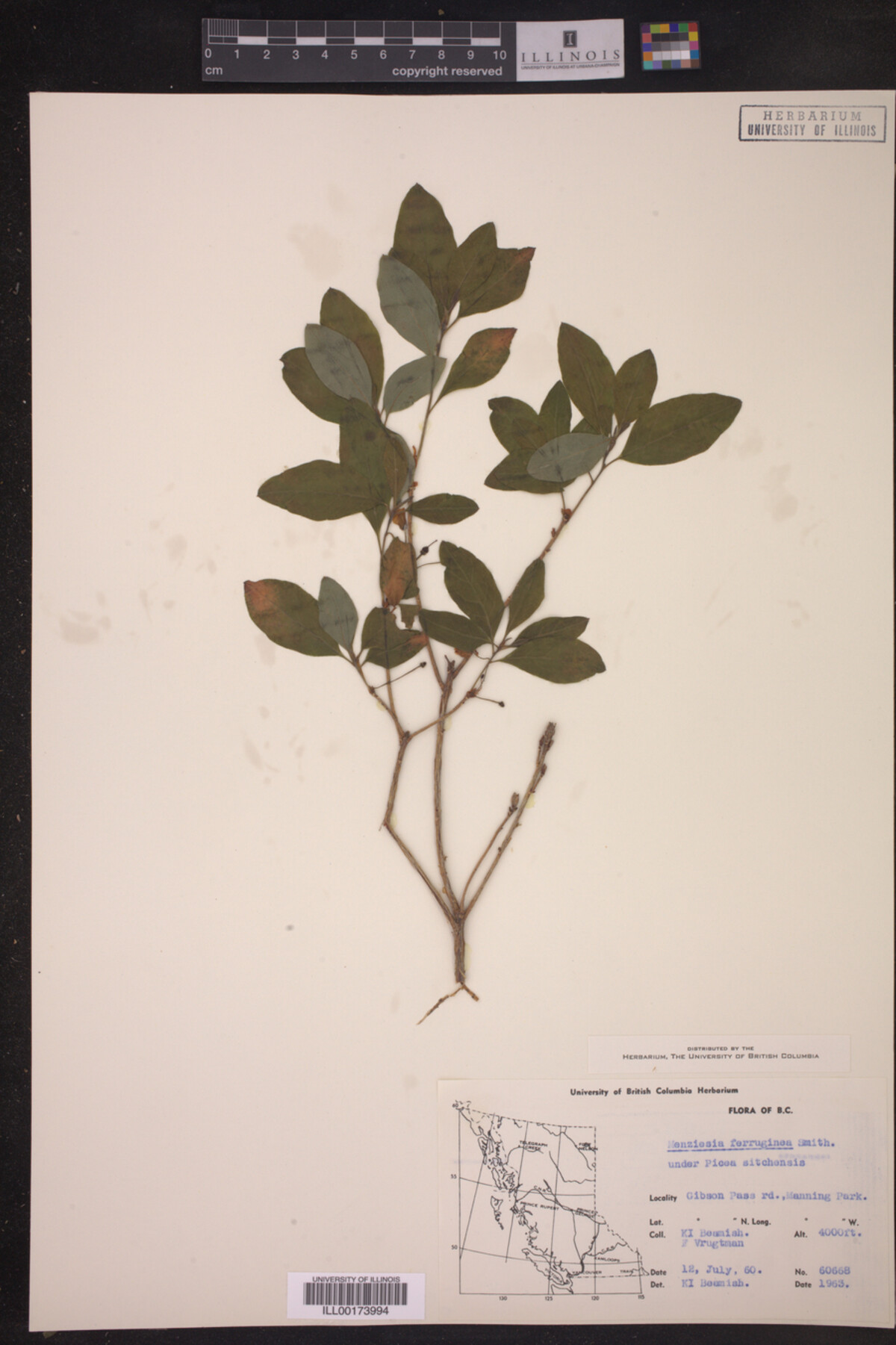 Menziesia ferruginea image