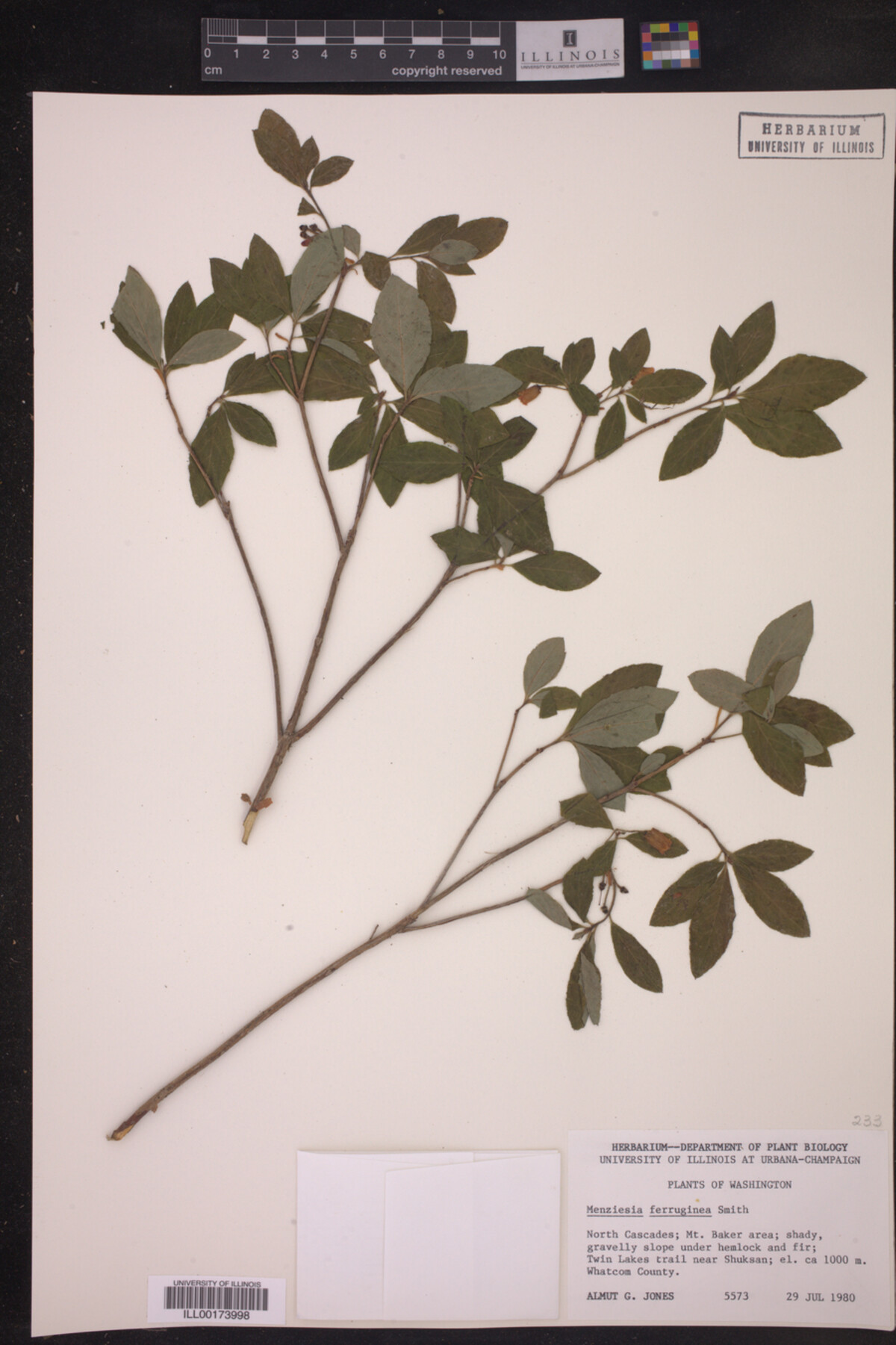 Menziesia ferruginea image