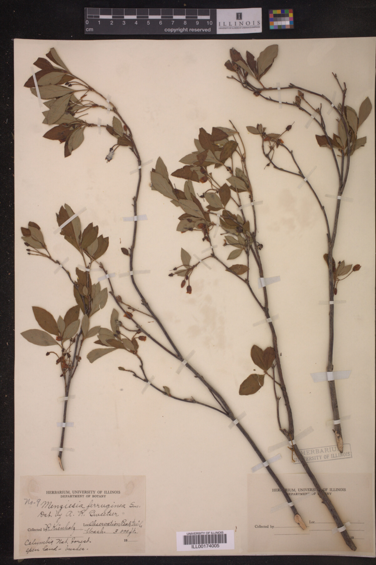 Menziesia ferruginea image