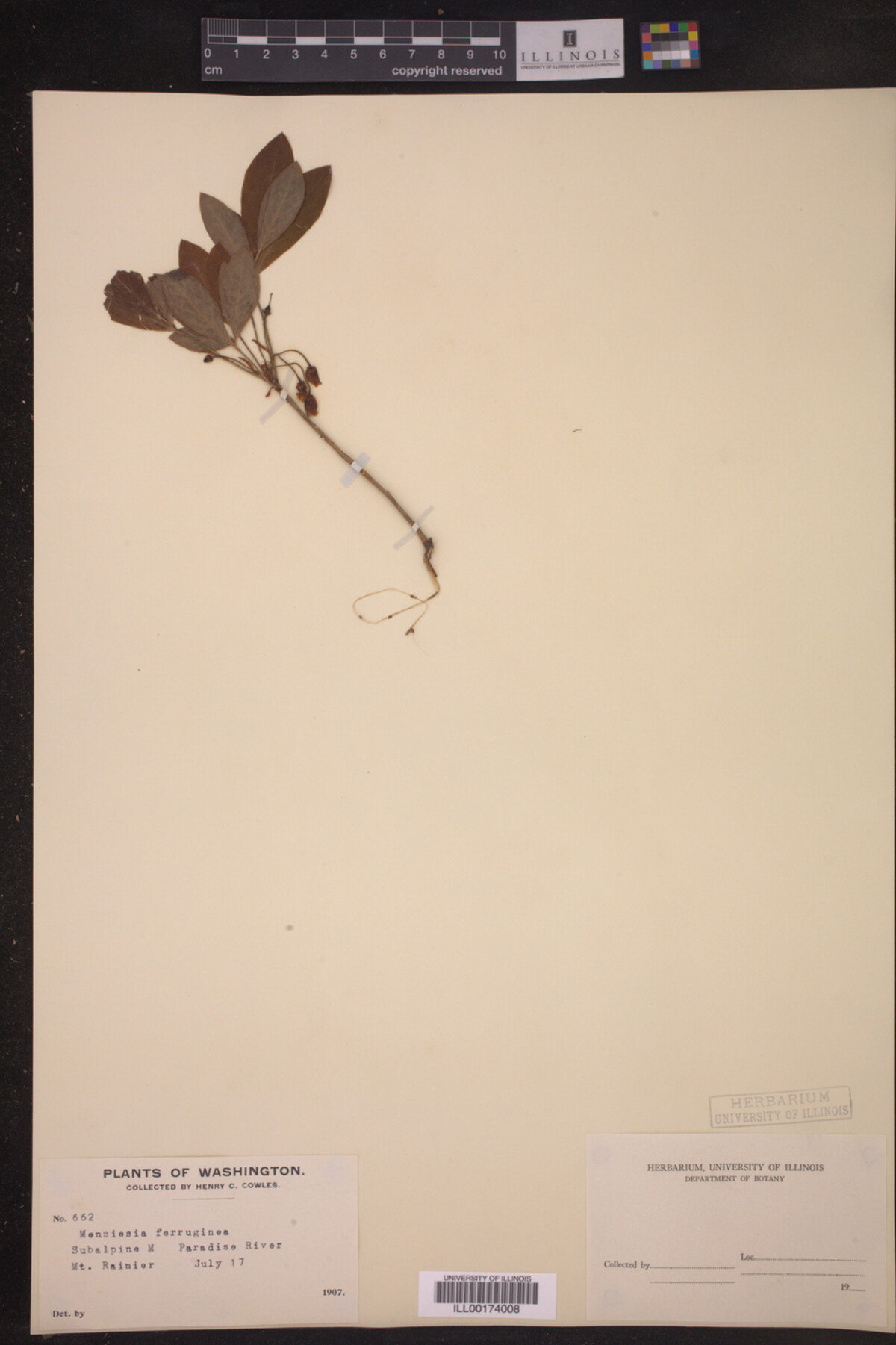 Menziesia ferruginea image