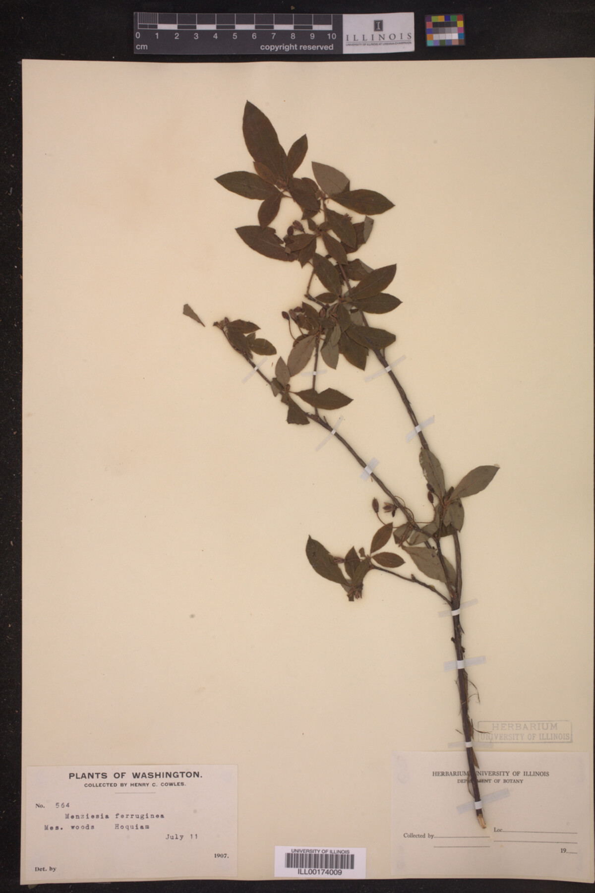 Menziesia ferruginea image