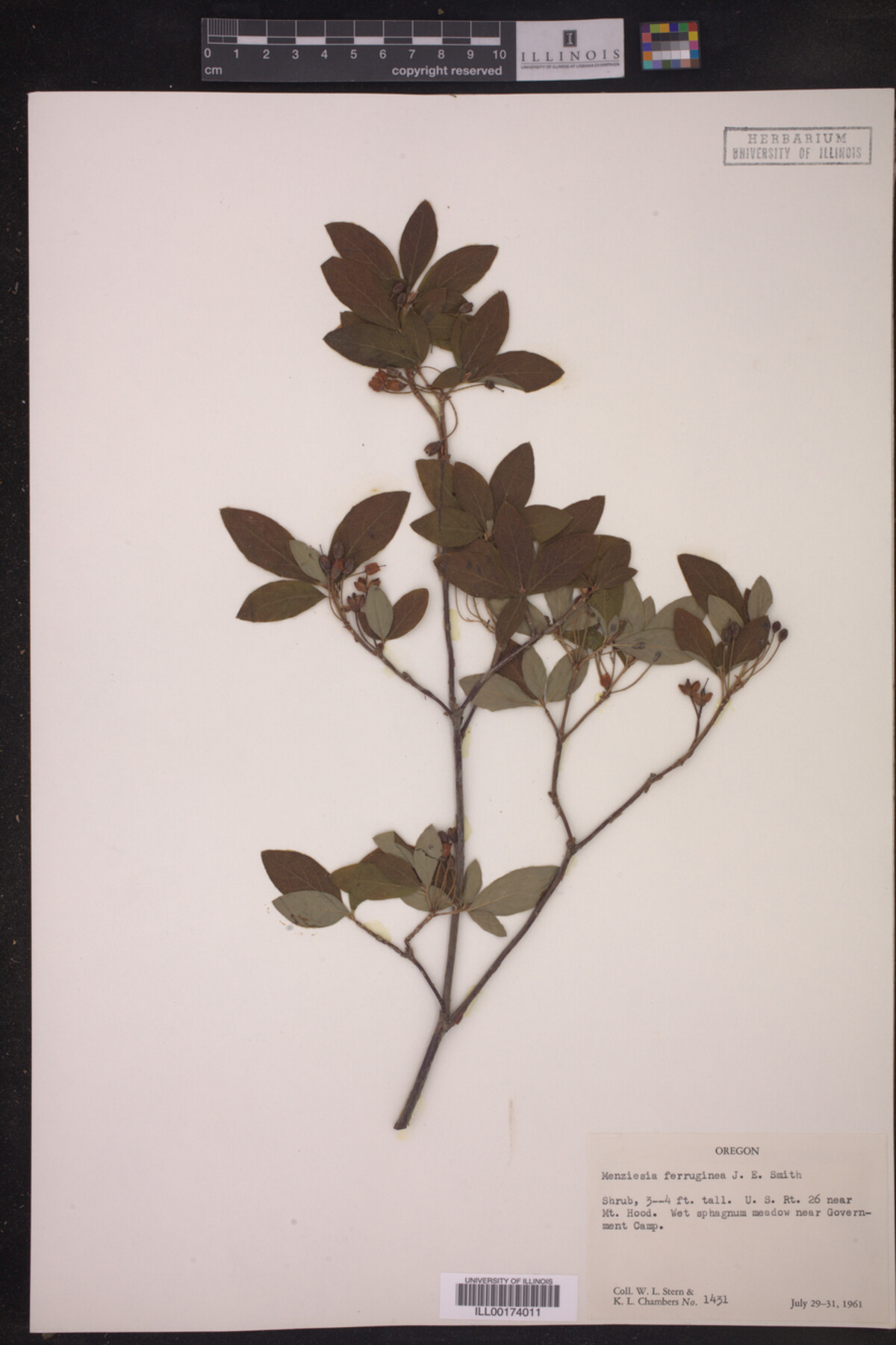Menziesia ferruginea image