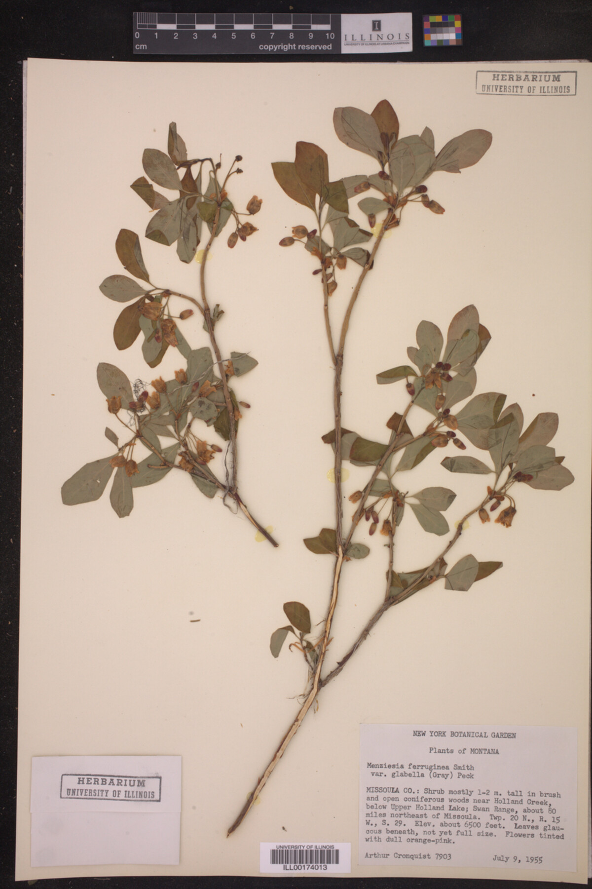 Menziesia ferruginea var. glabella image