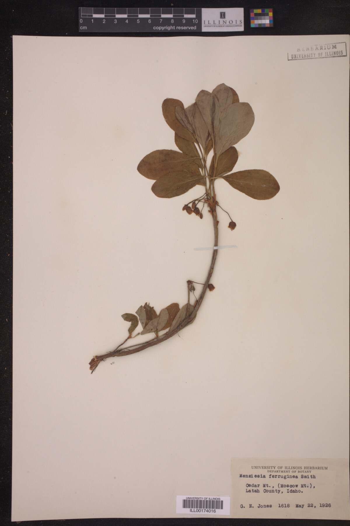 Menziesia ferruginea image