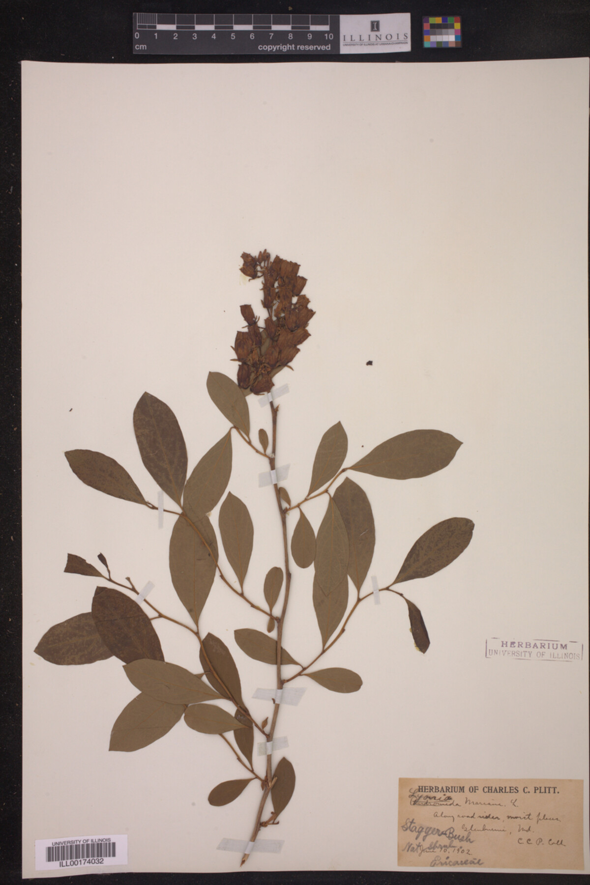 Lyonia mariana image